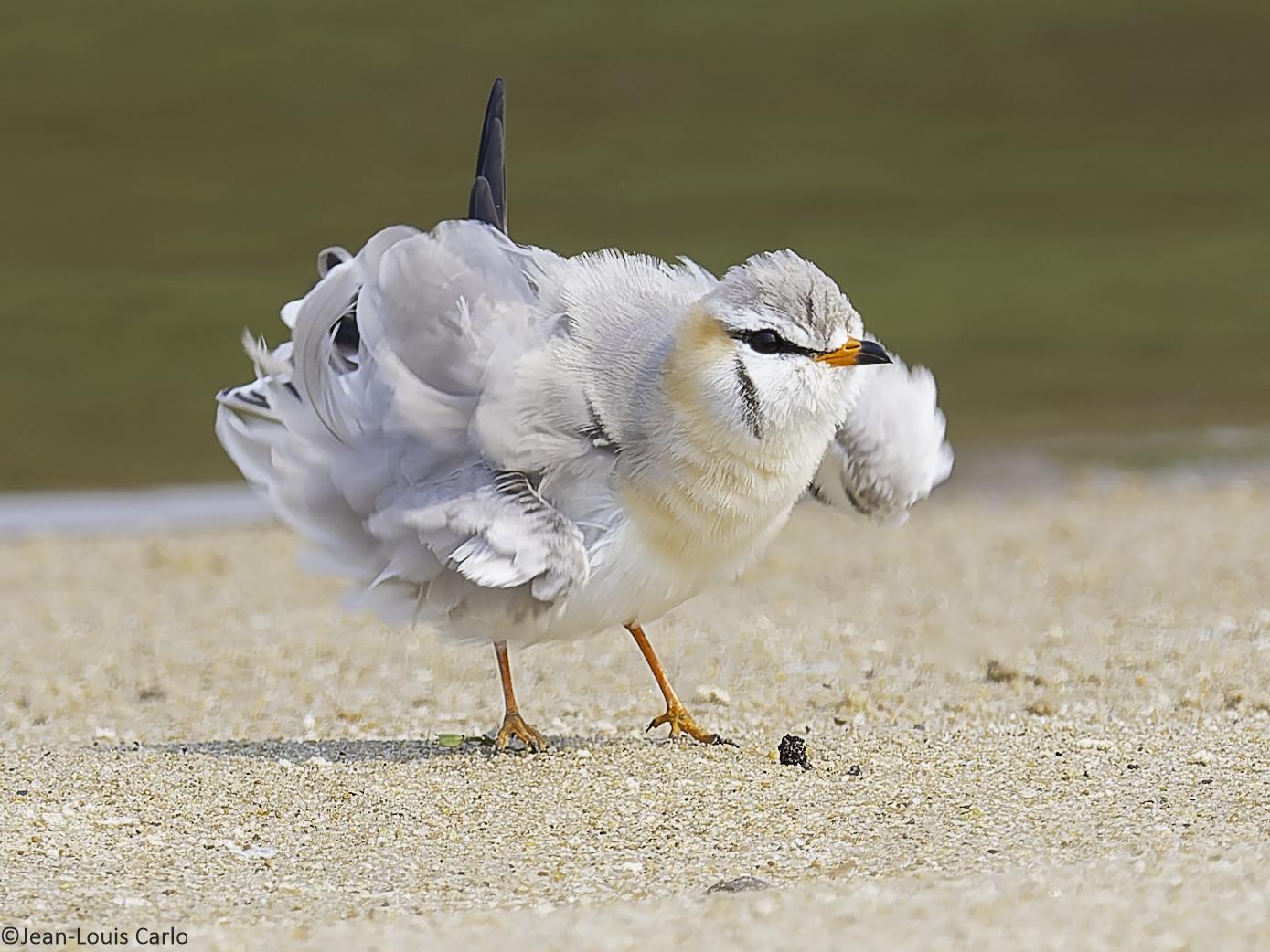 Canastera Gris