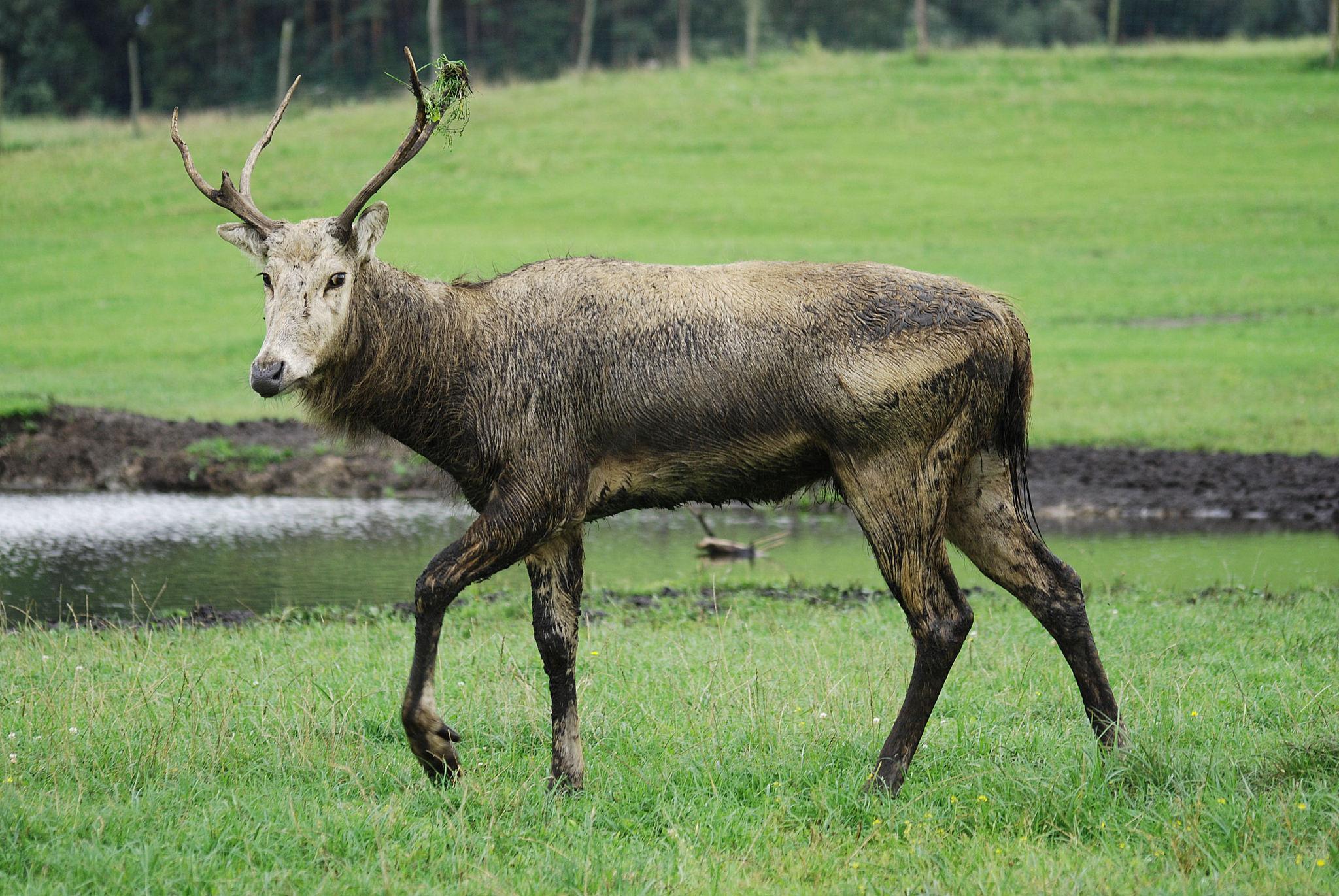 Cervini