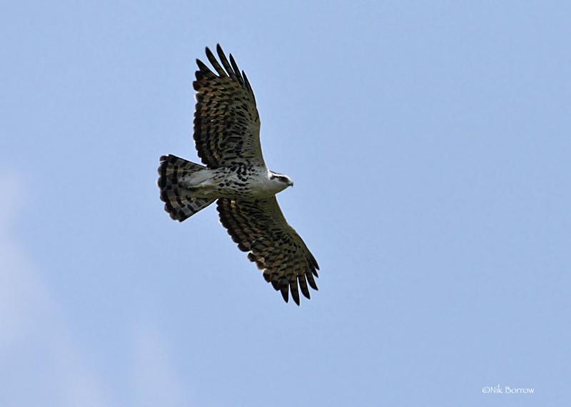 Águila Australiana
