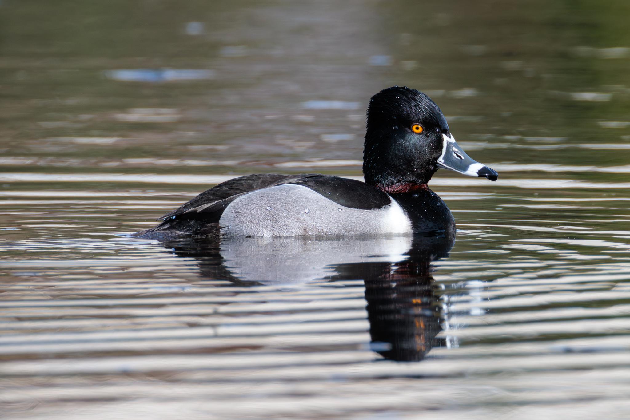 Pato pico anillado