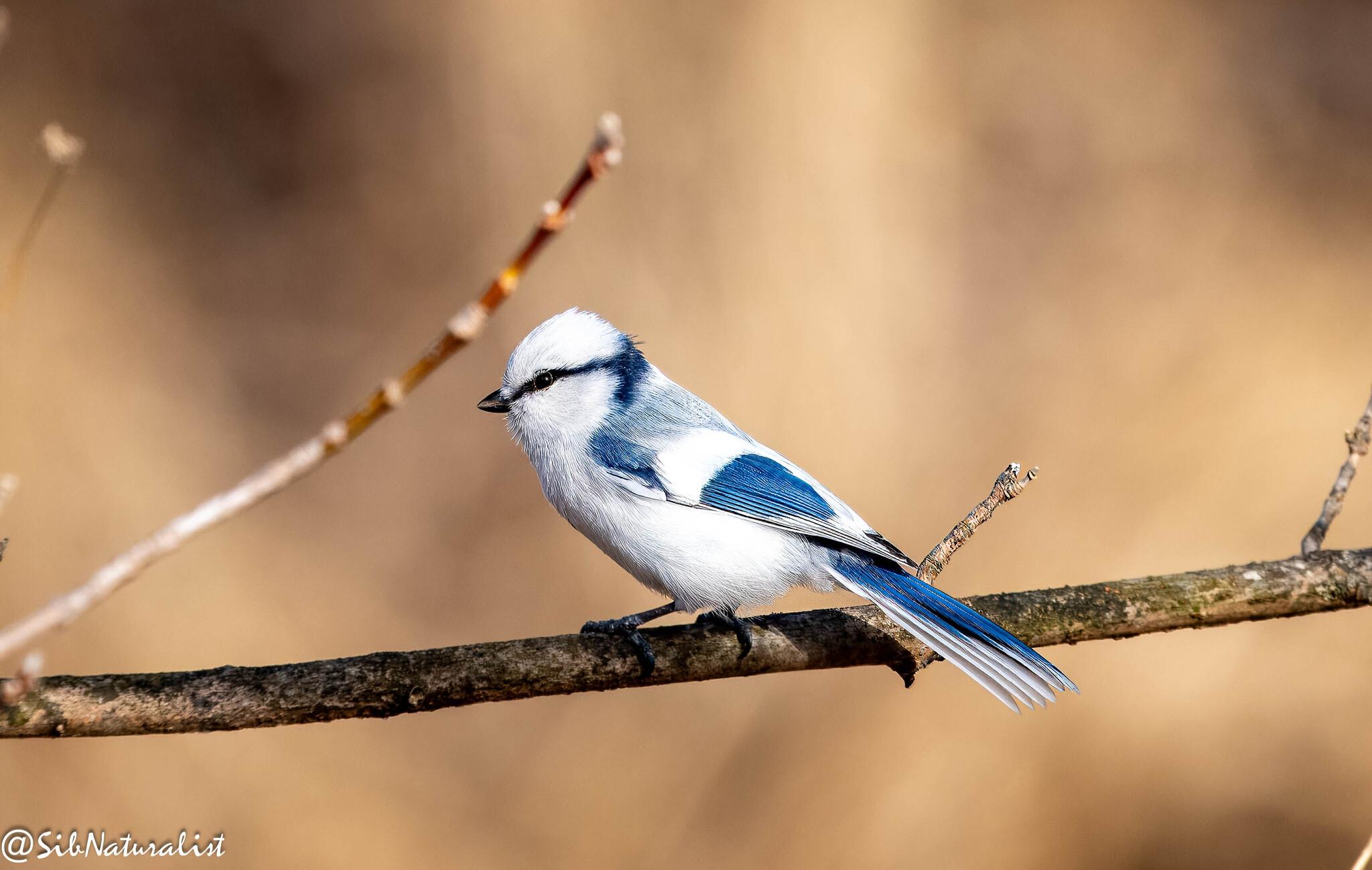 Azure Tit