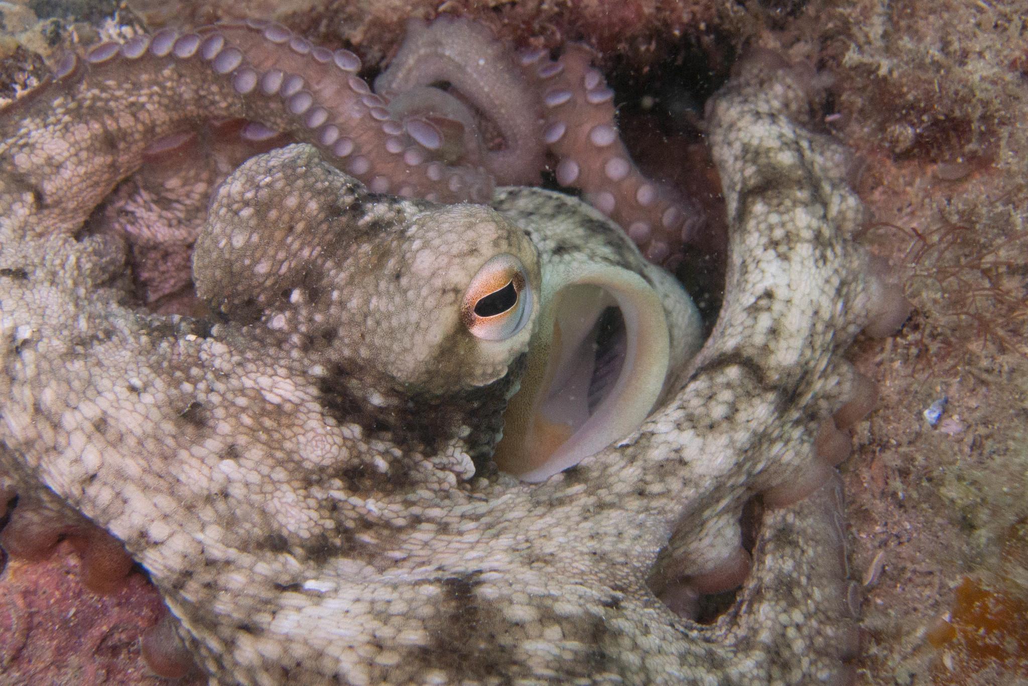 Common Sydney Octopus