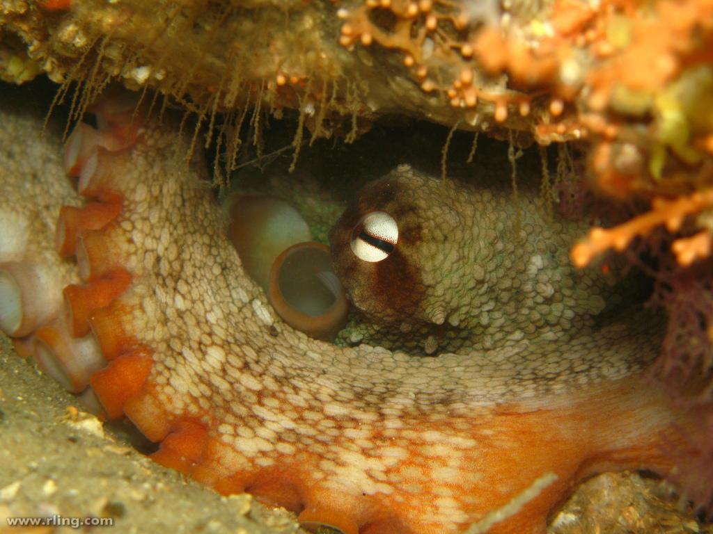Common Sydney Octopus