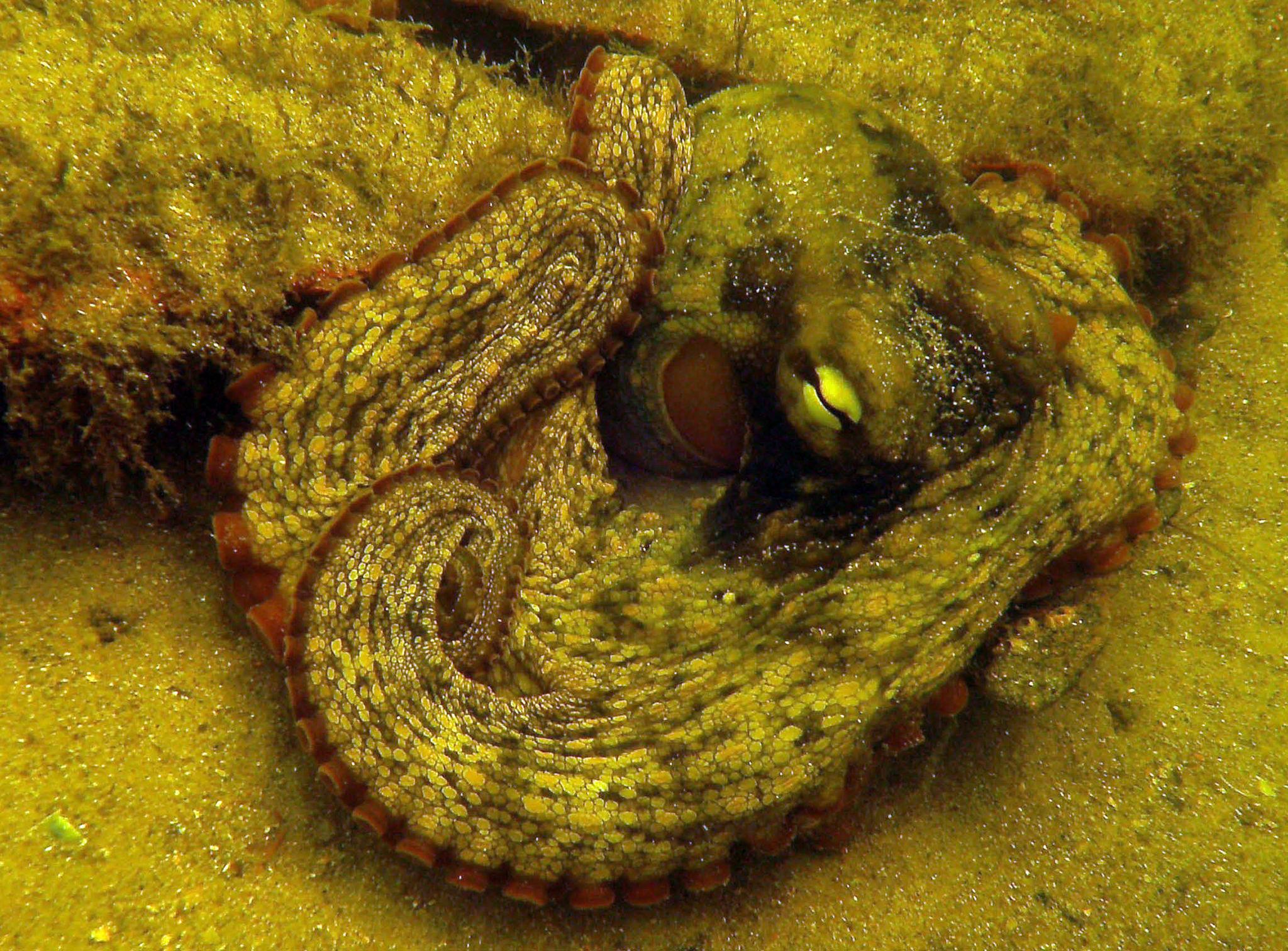 Common Sydney Octopus