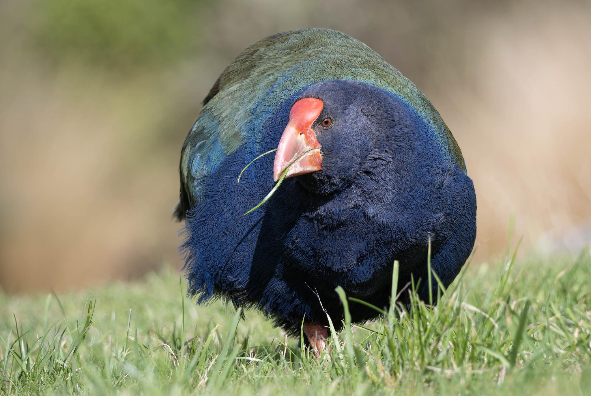 Calamón Takahe