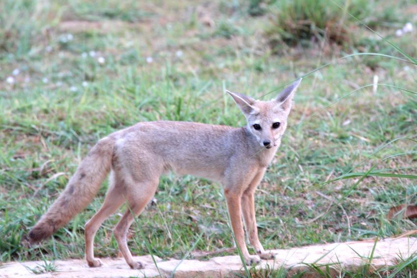 Indian Fox