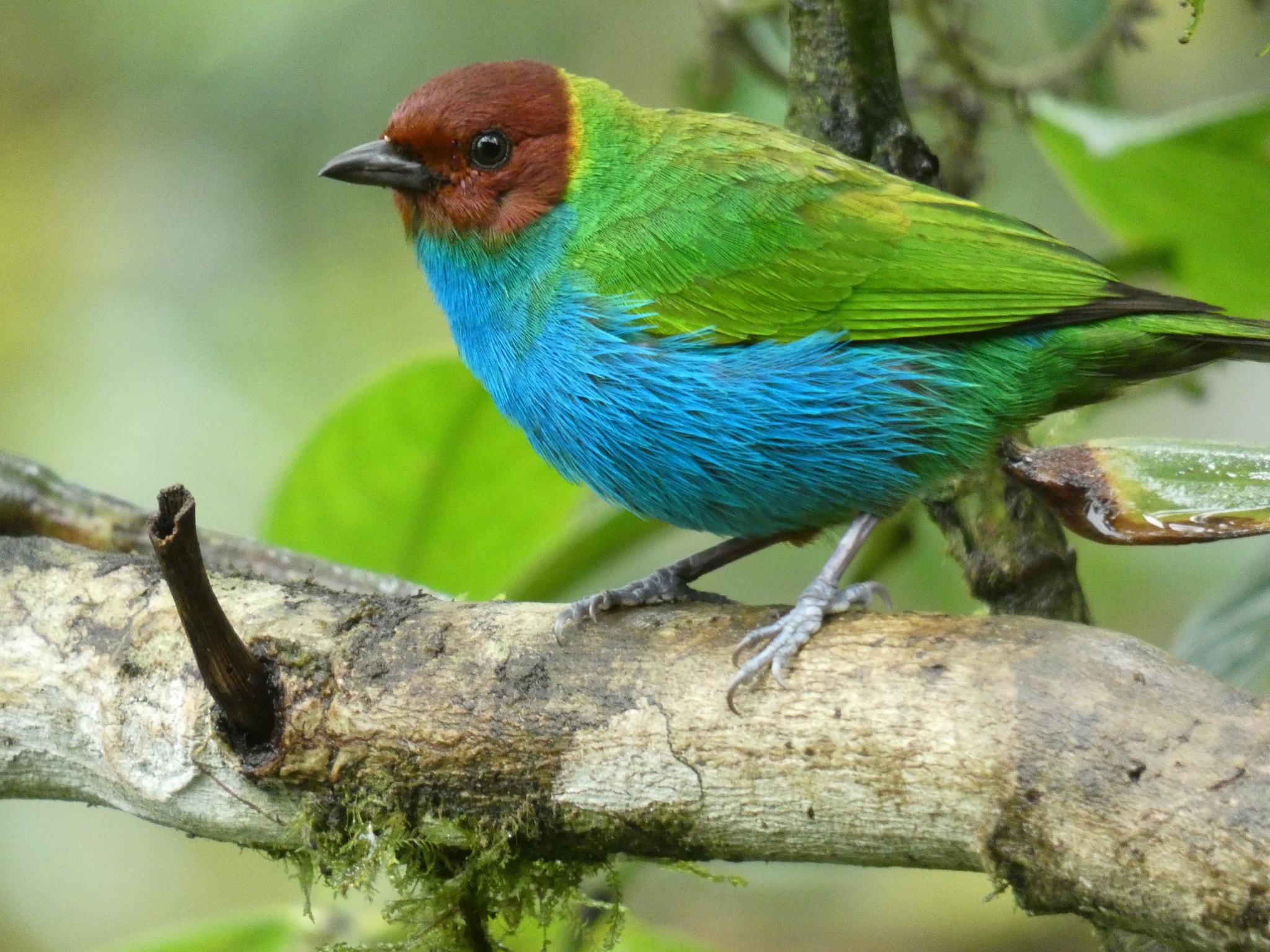 Bay-headed Tanager
