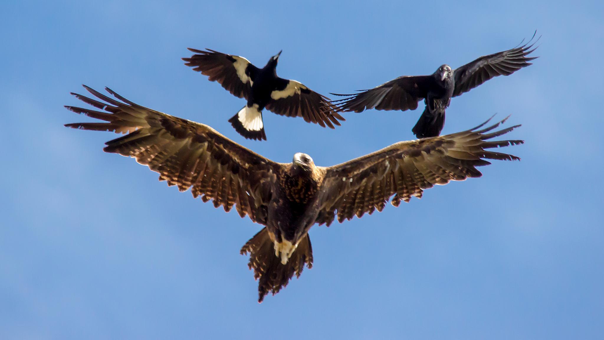 Águila Audaz