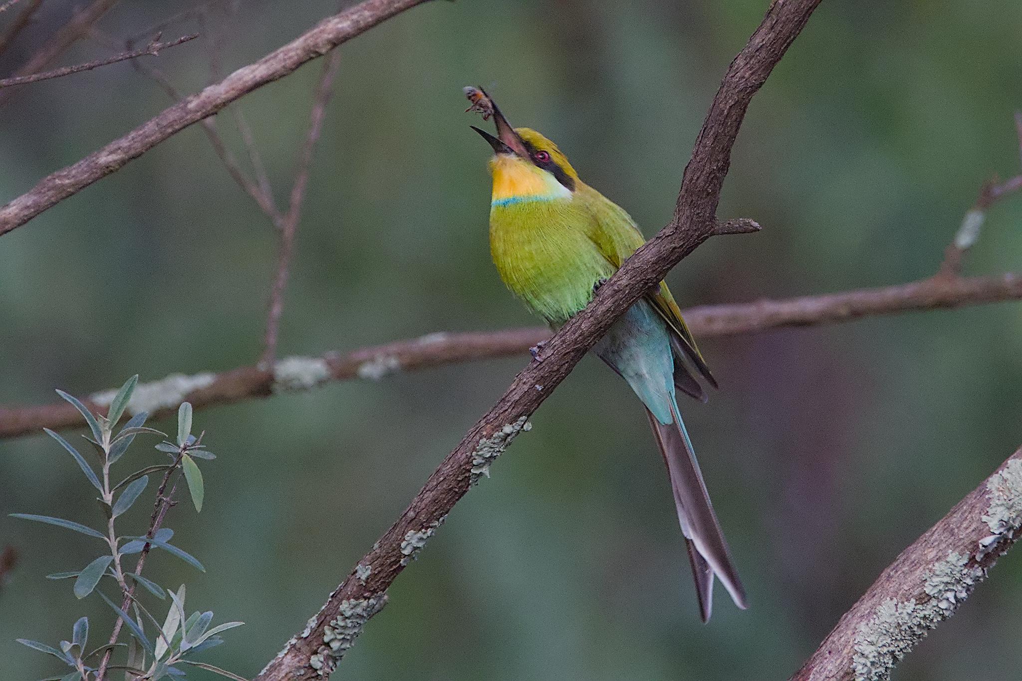 Abejaruco golondrina