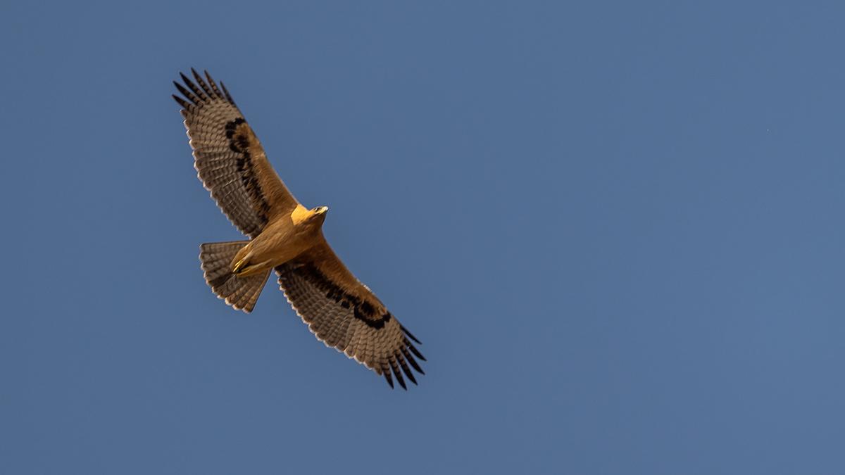 Águila perdicera