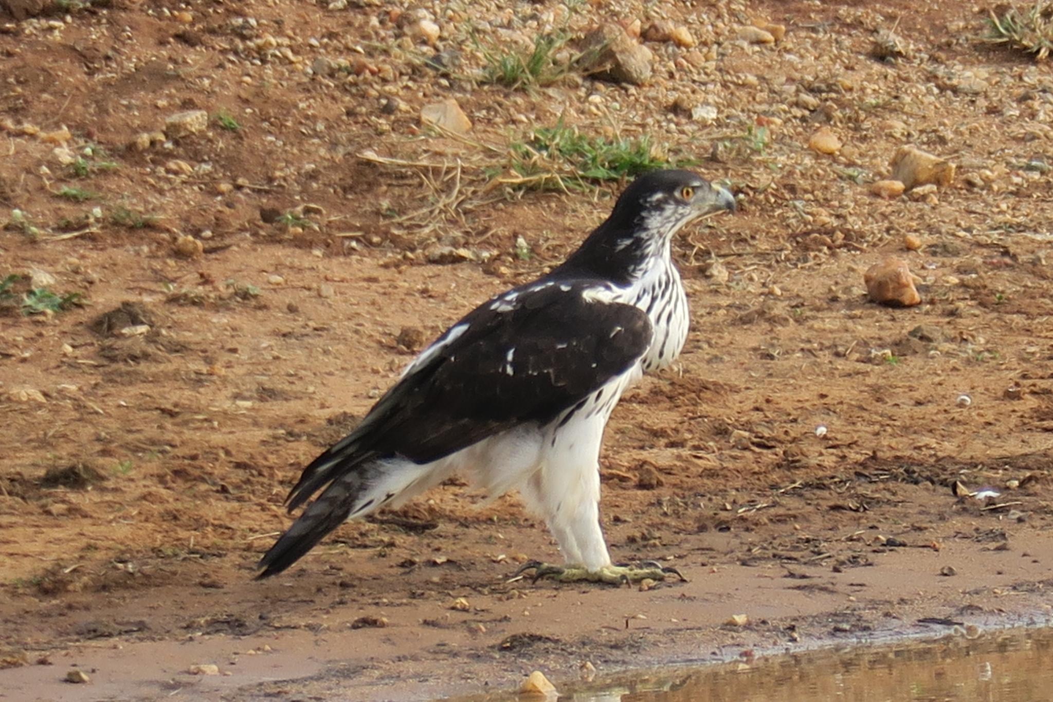 African Hawk-Eagle