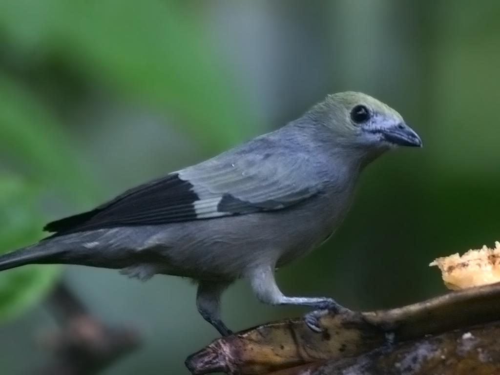 Palm Tanager