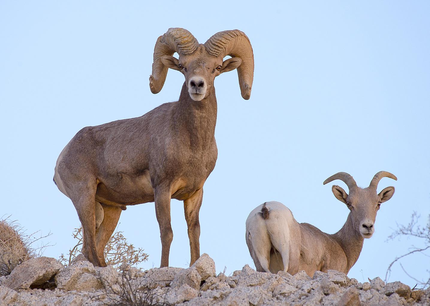 Borrego cimarrón