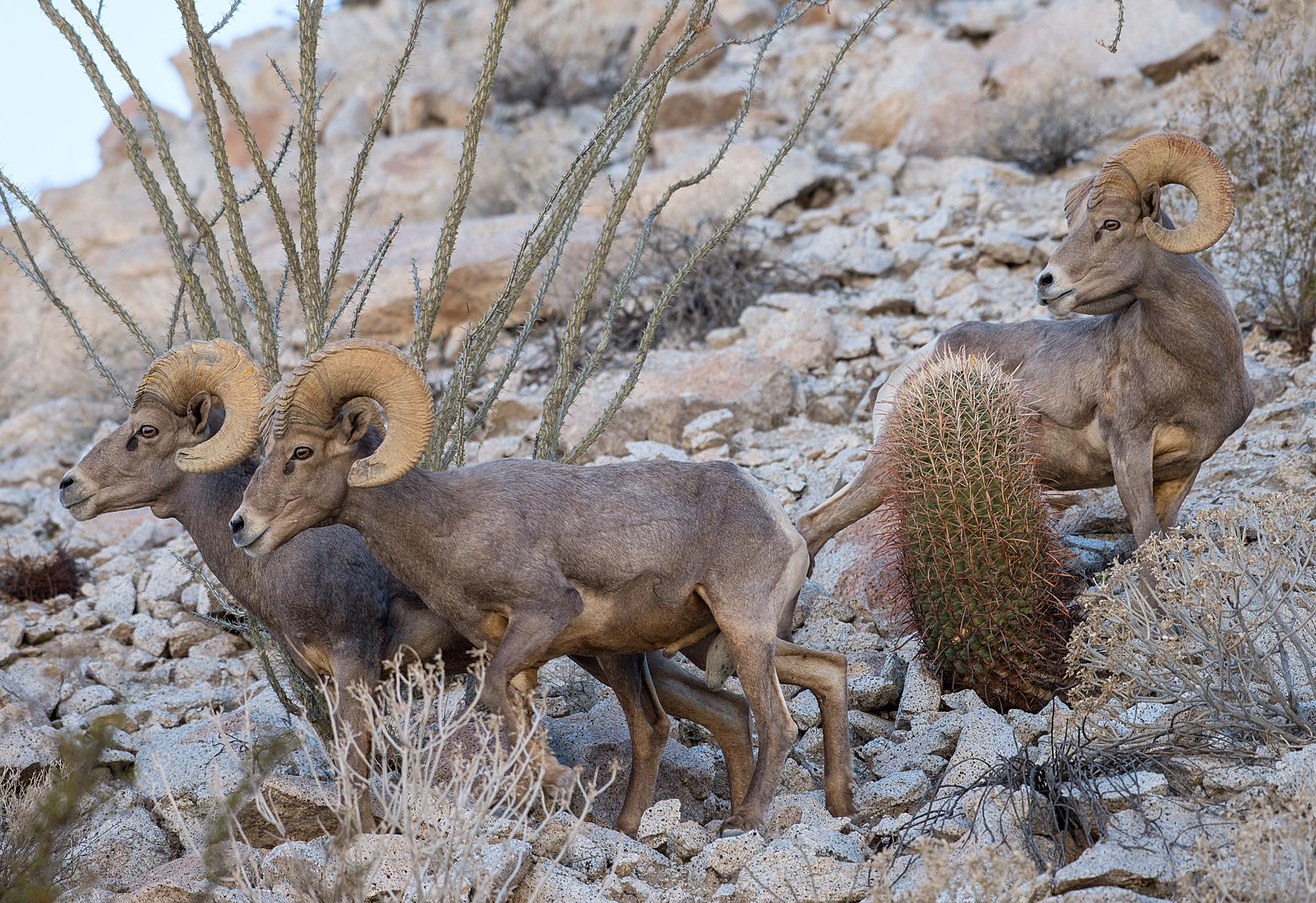 Borrego cimarrón