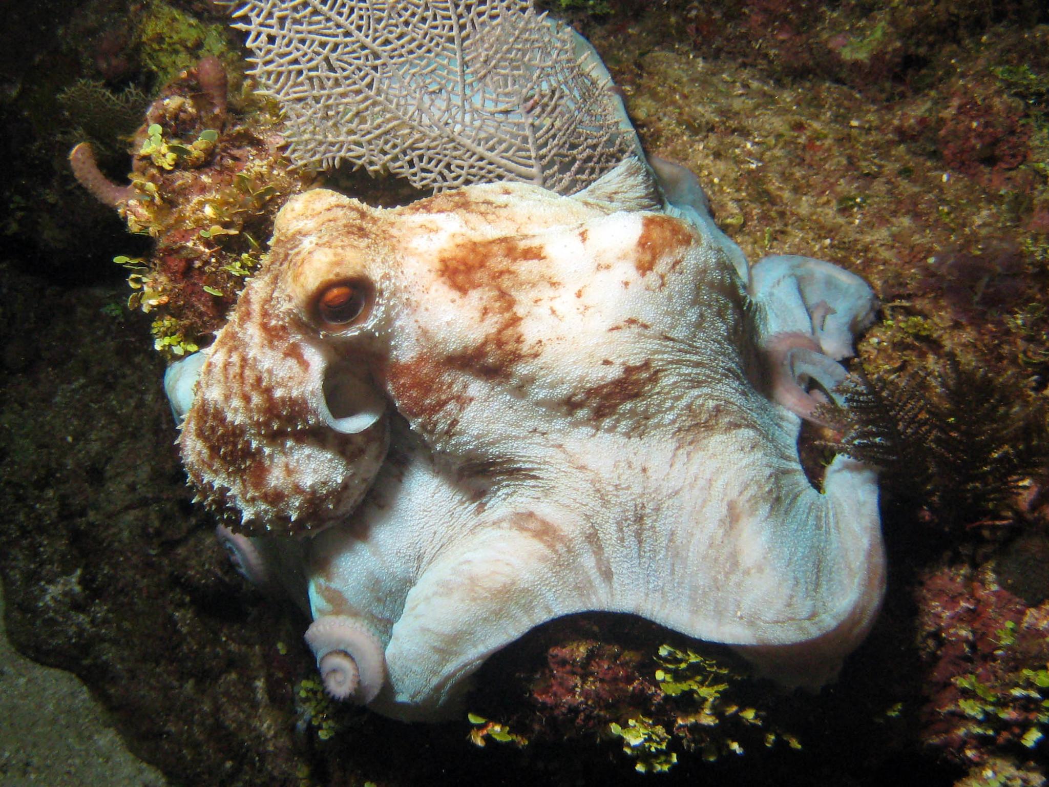 Pulpo del arrecife caribeño
