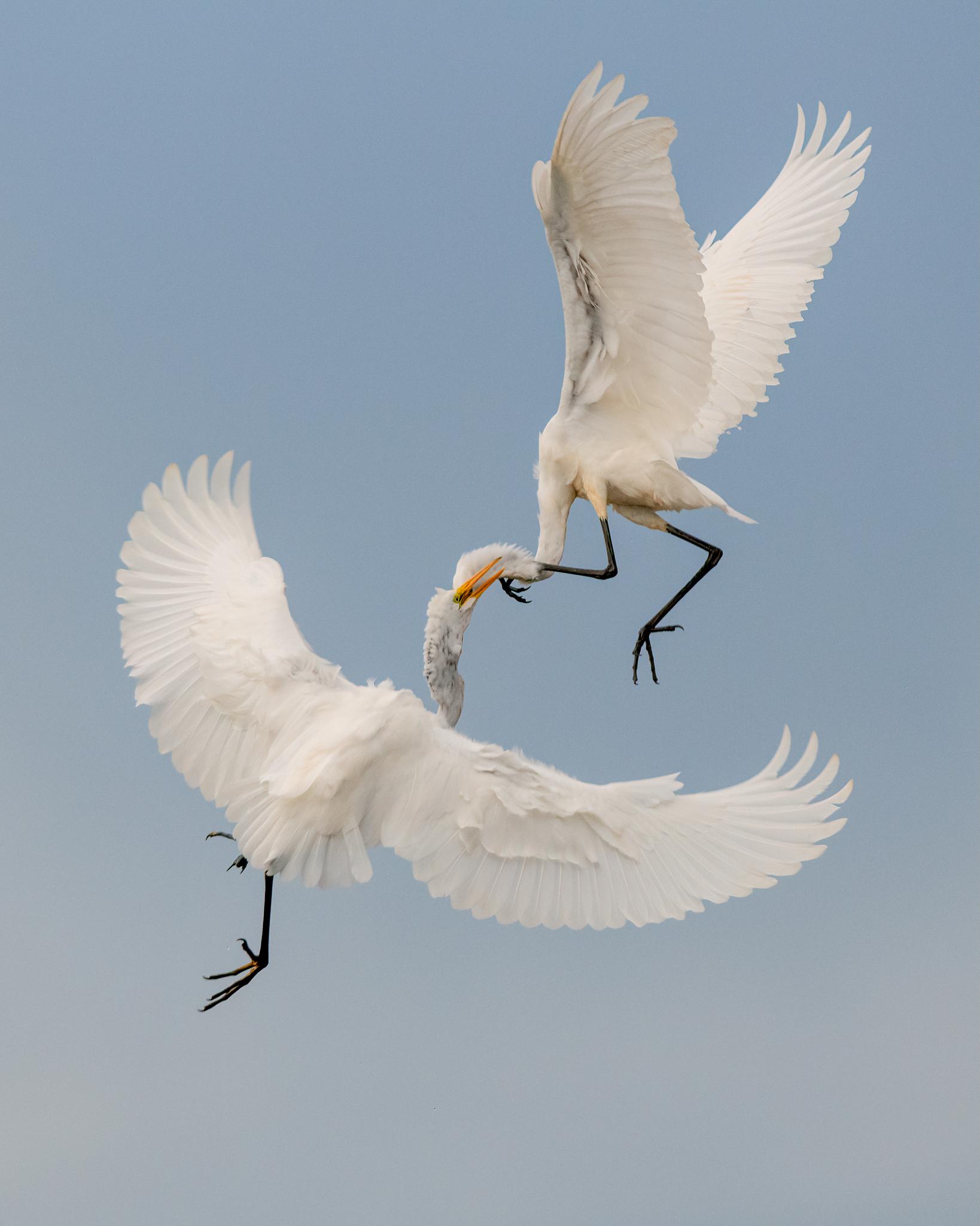 Garza blanca