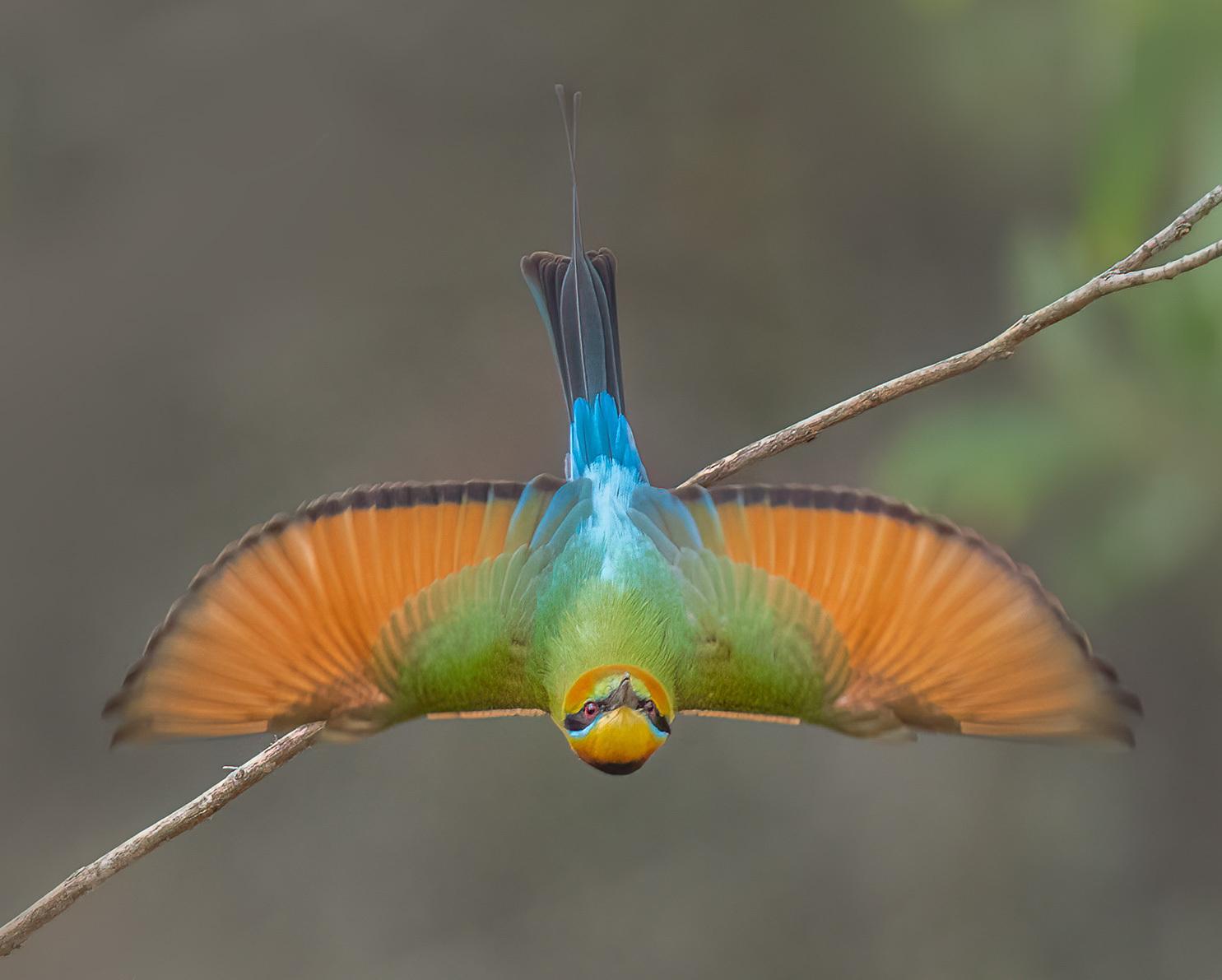abejaruco australiano