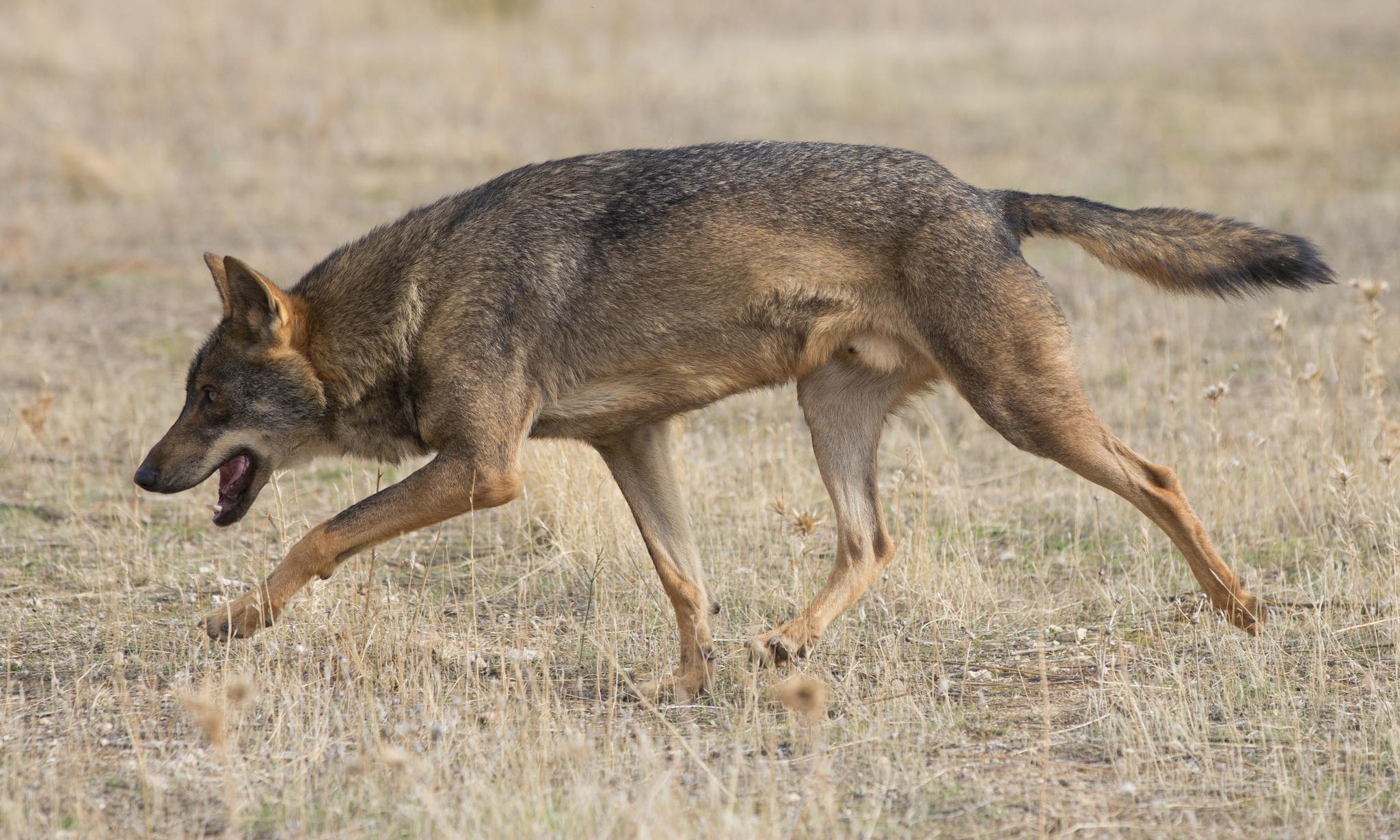 Iberian Wolf