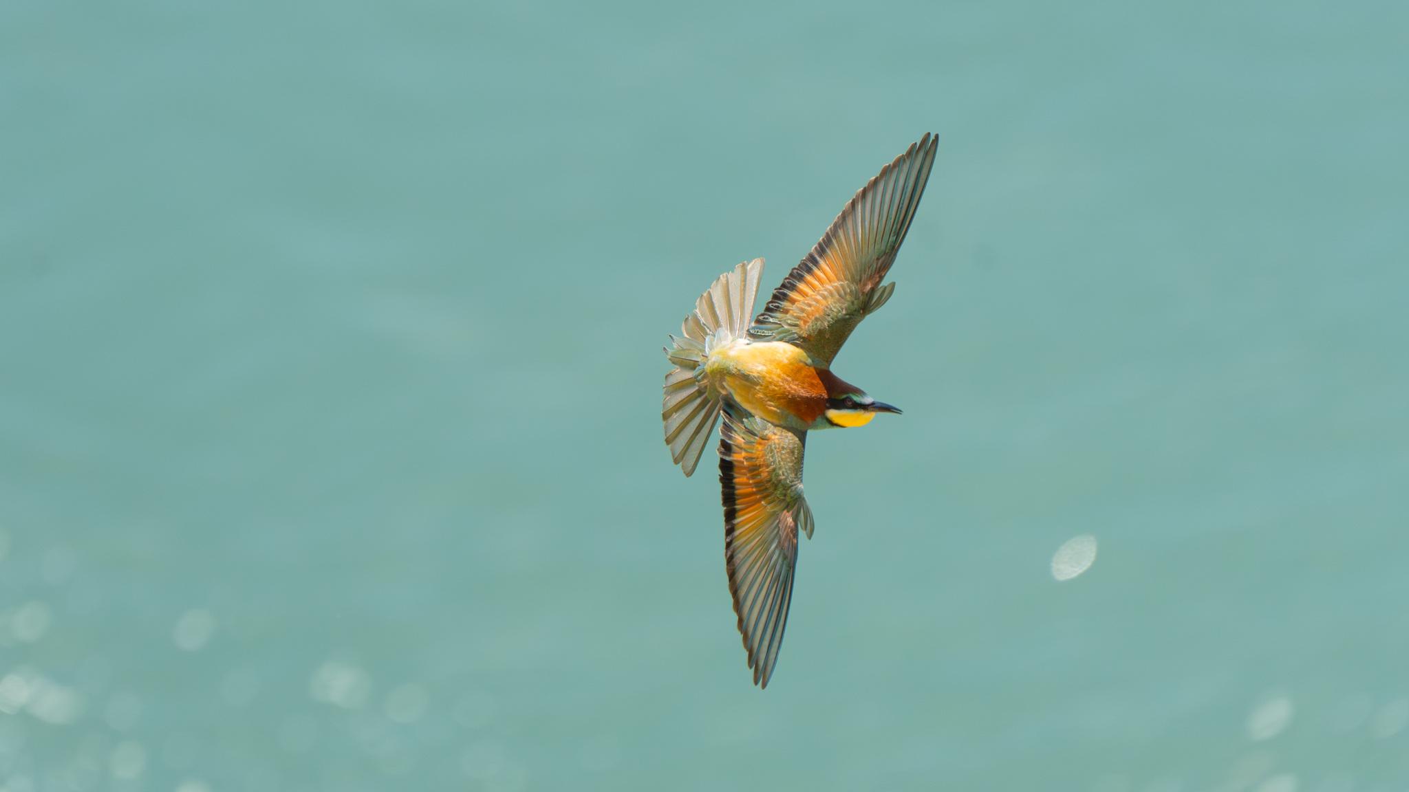 Abejaruco Europeo