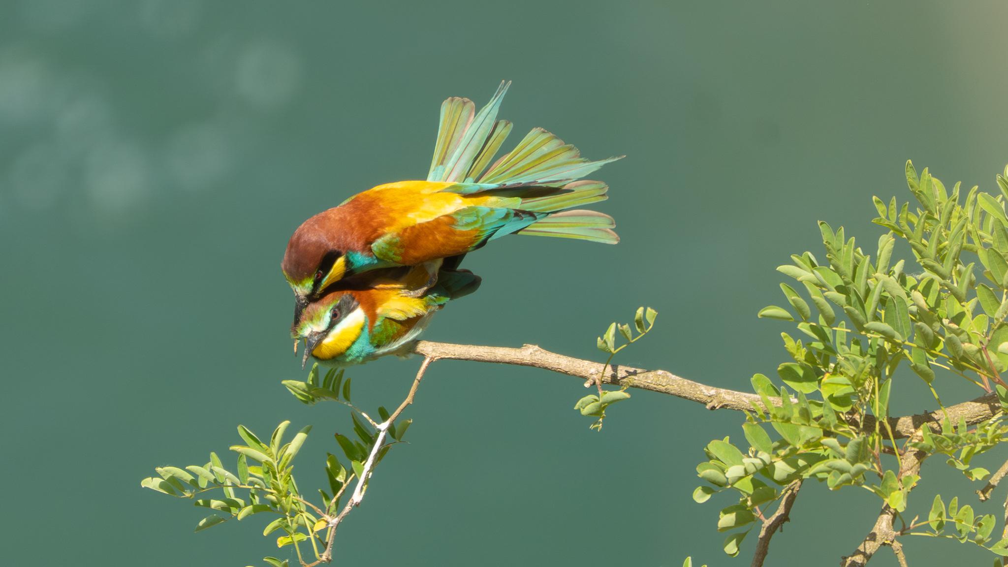 Abejaruco Europeo