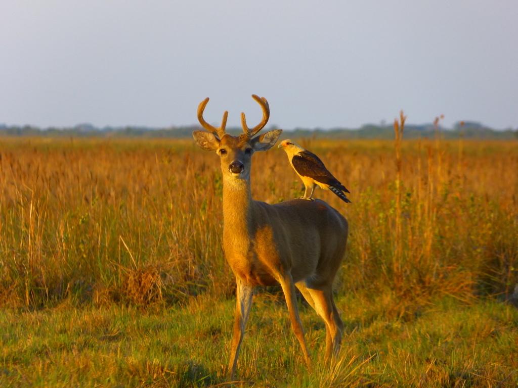 Capreolinae