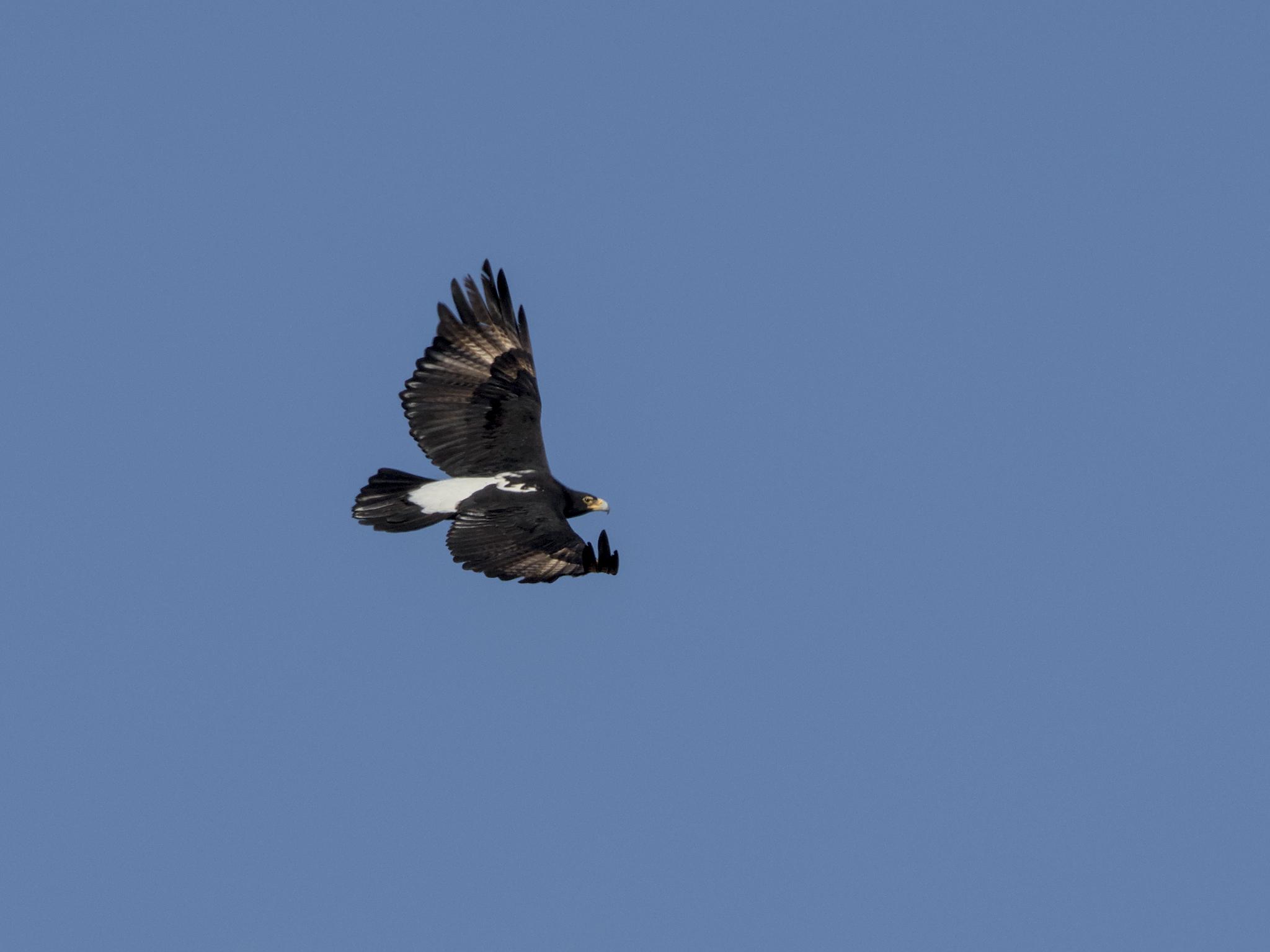 Águila cafre