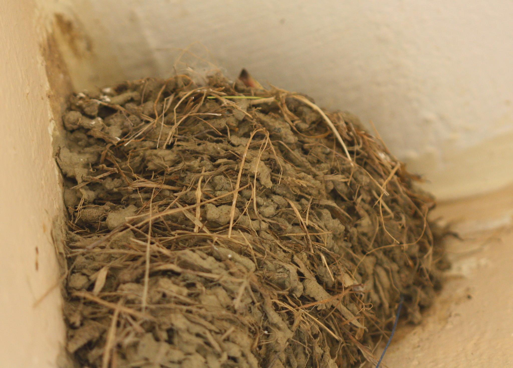Golondrina del Pacífico