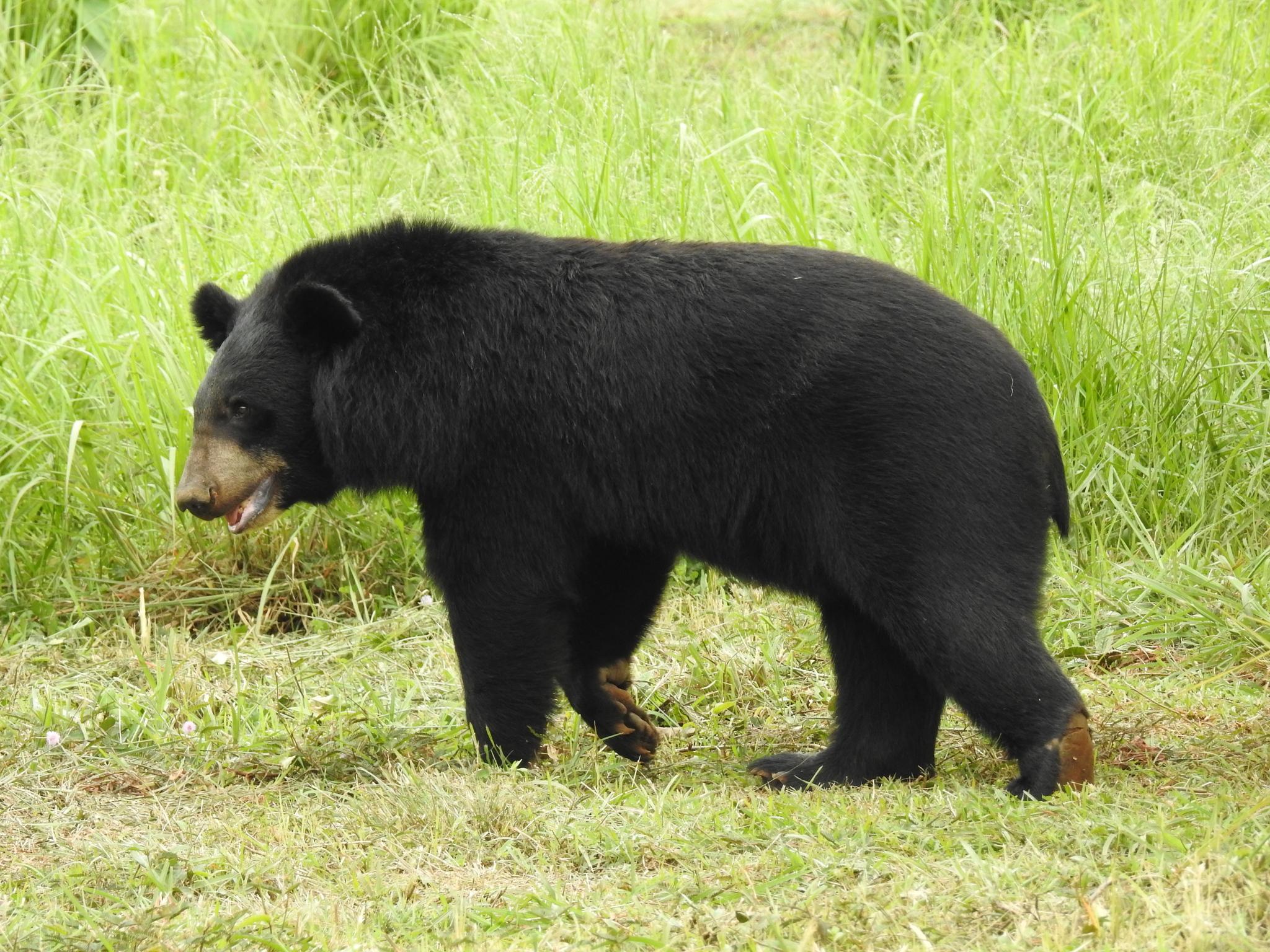 Oso de Collar