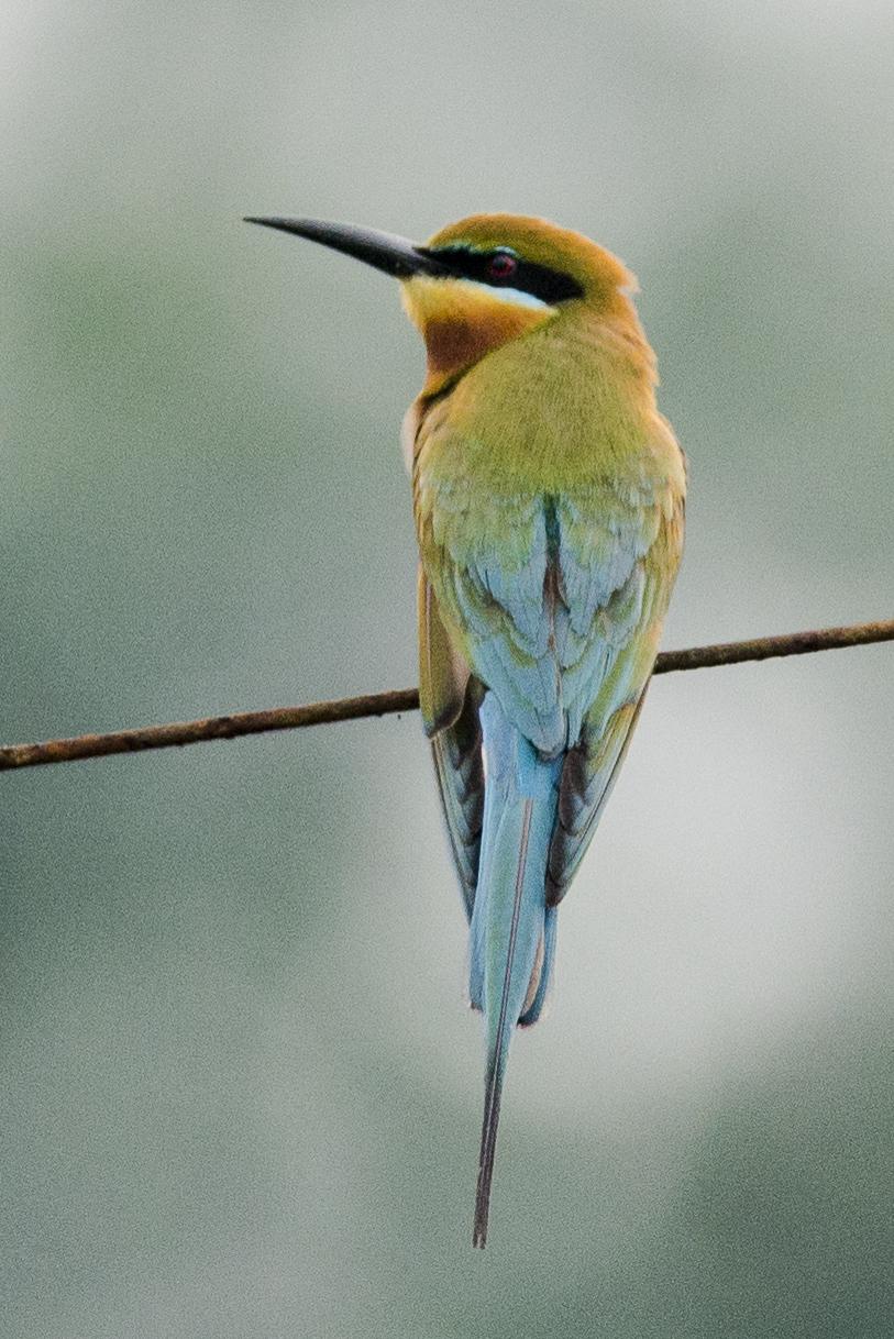 abejaruco coliazul