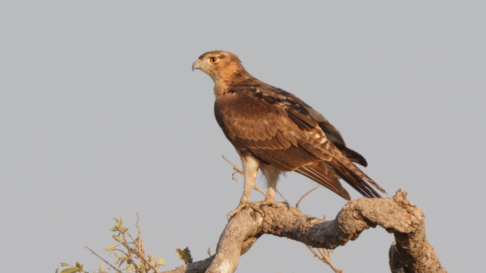 African Hawk-Eagle