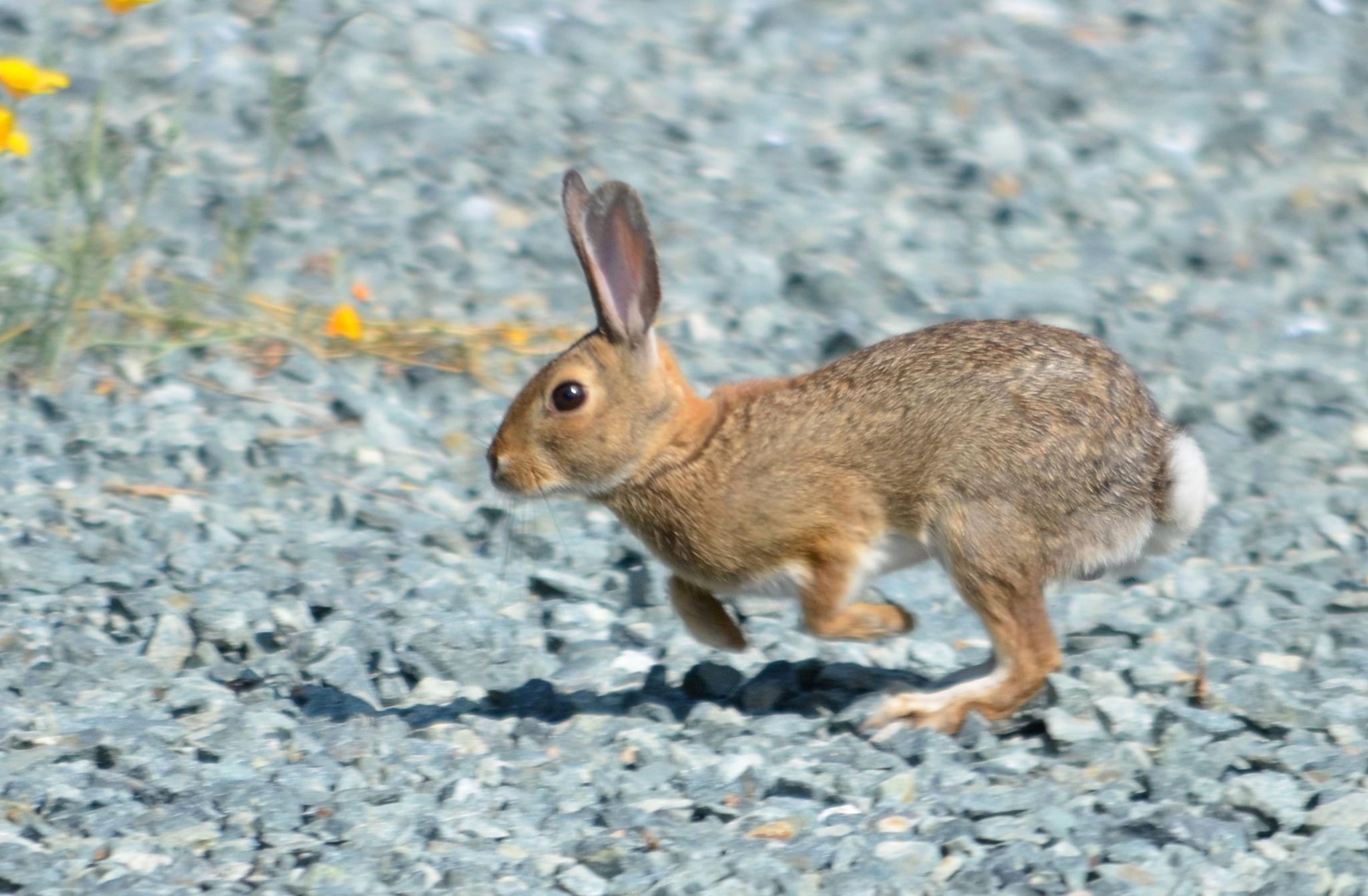 Liebres y conejos