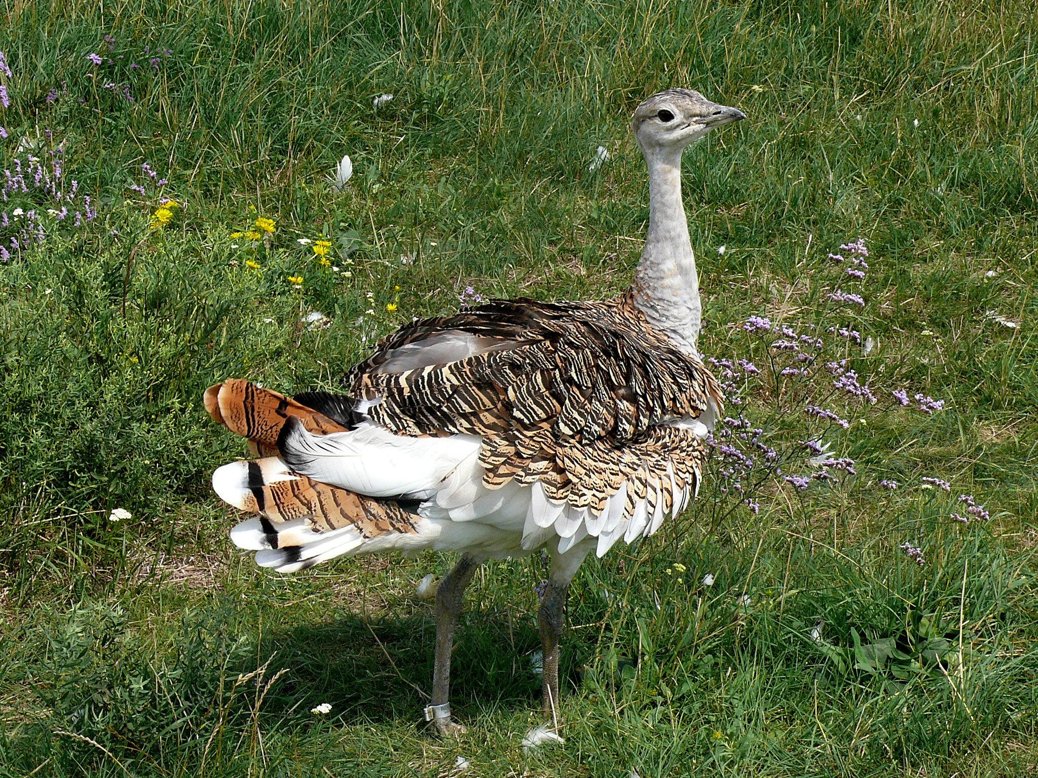 Avutarda europea