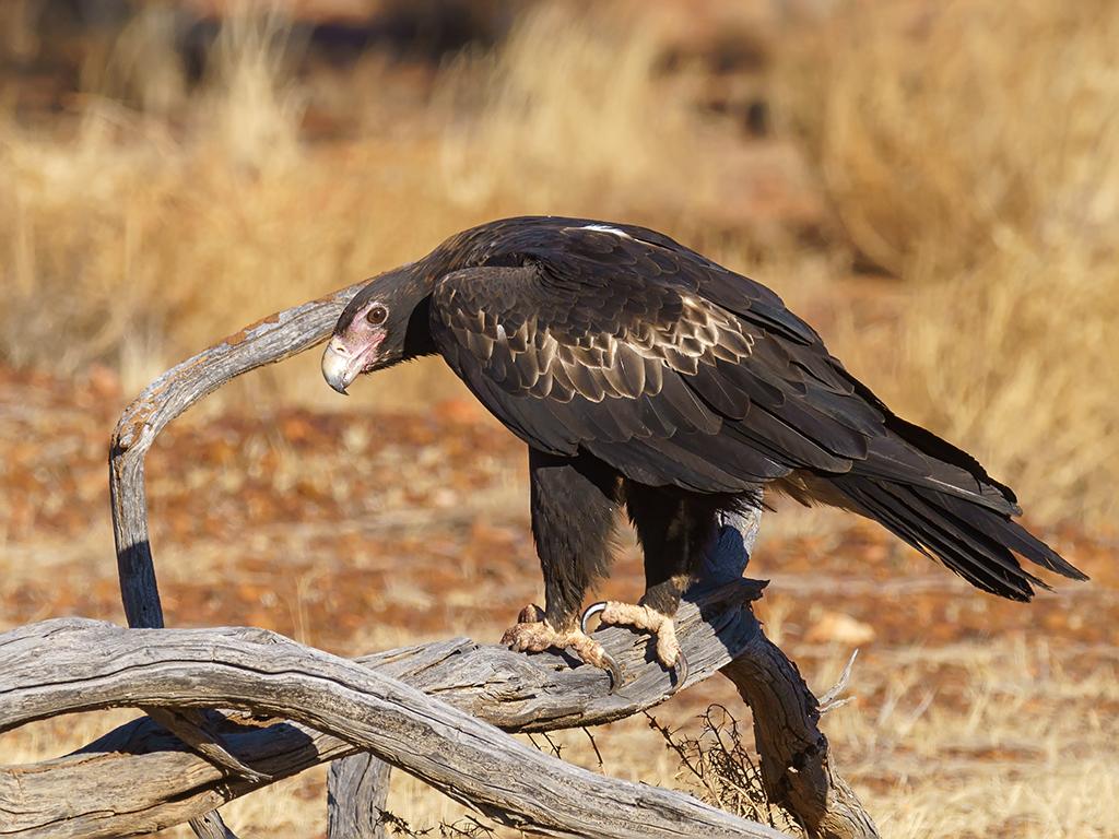 Águila Audaz