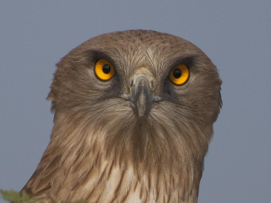 Culebrera europea