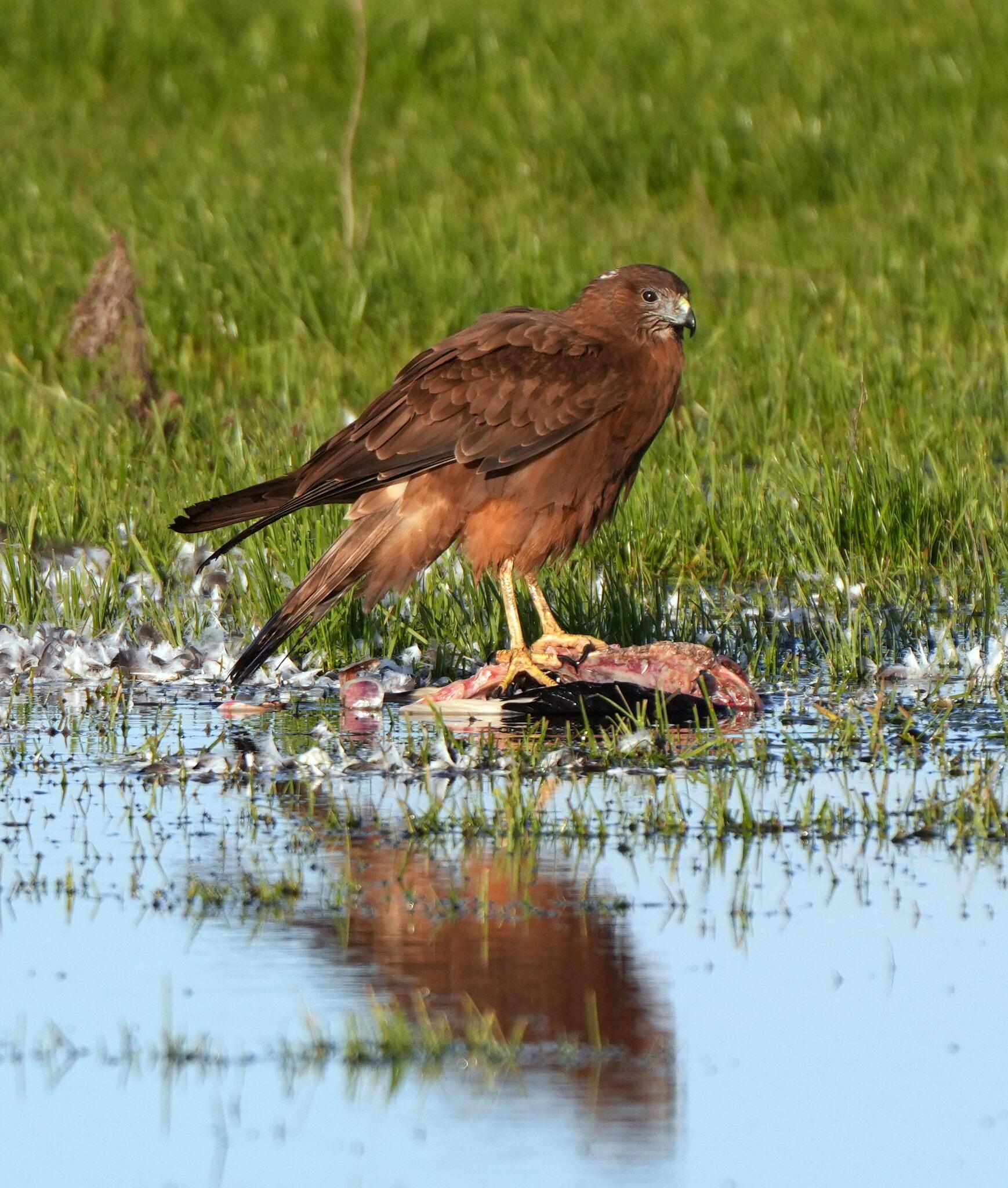 Aguilucho lagunero del Pacífico