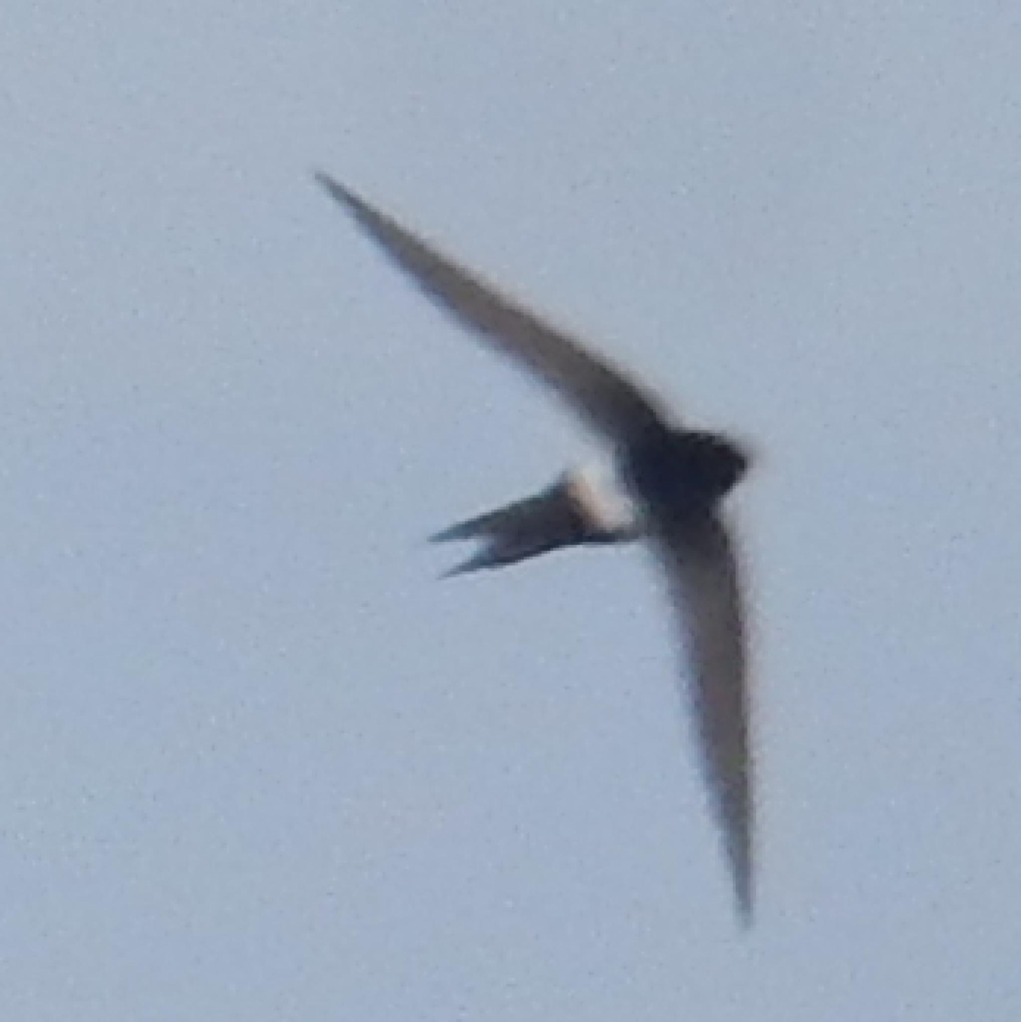 Vencejo Horus