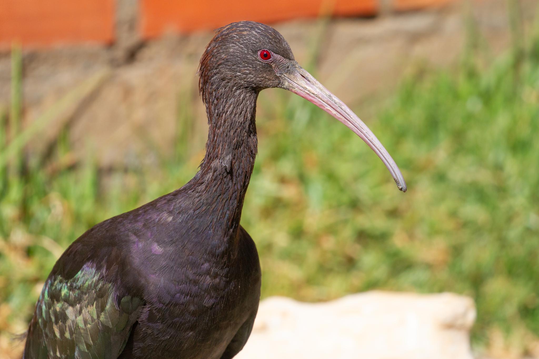 Puna Ibis