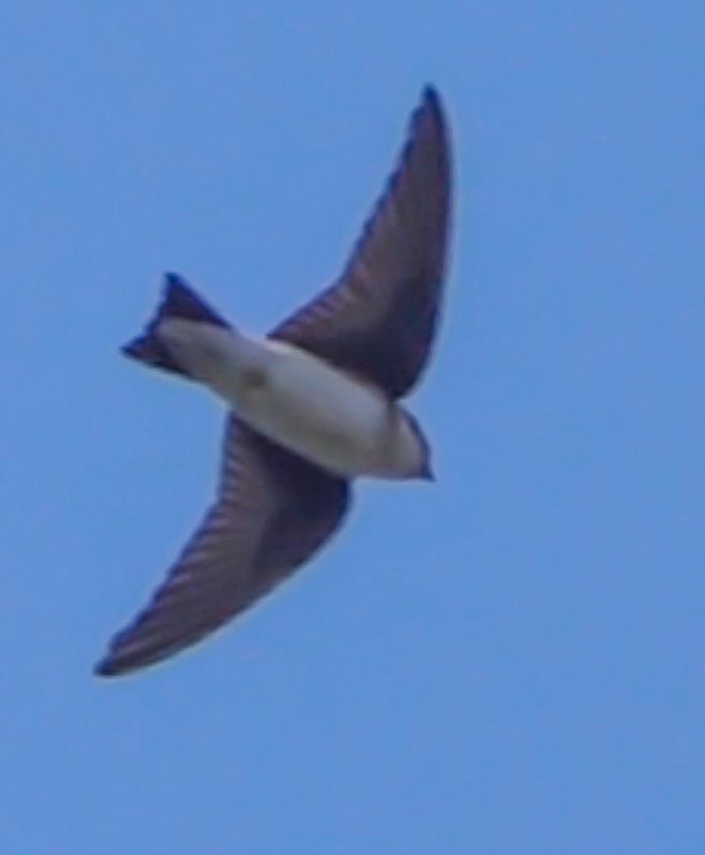 Avión Asiático