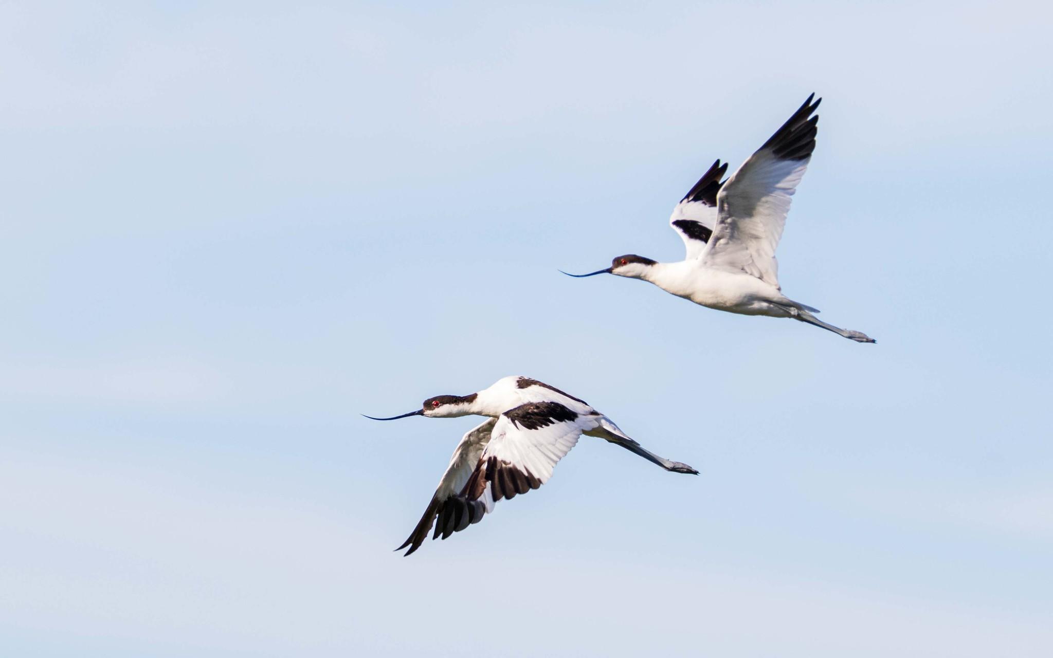 Avoceta Común