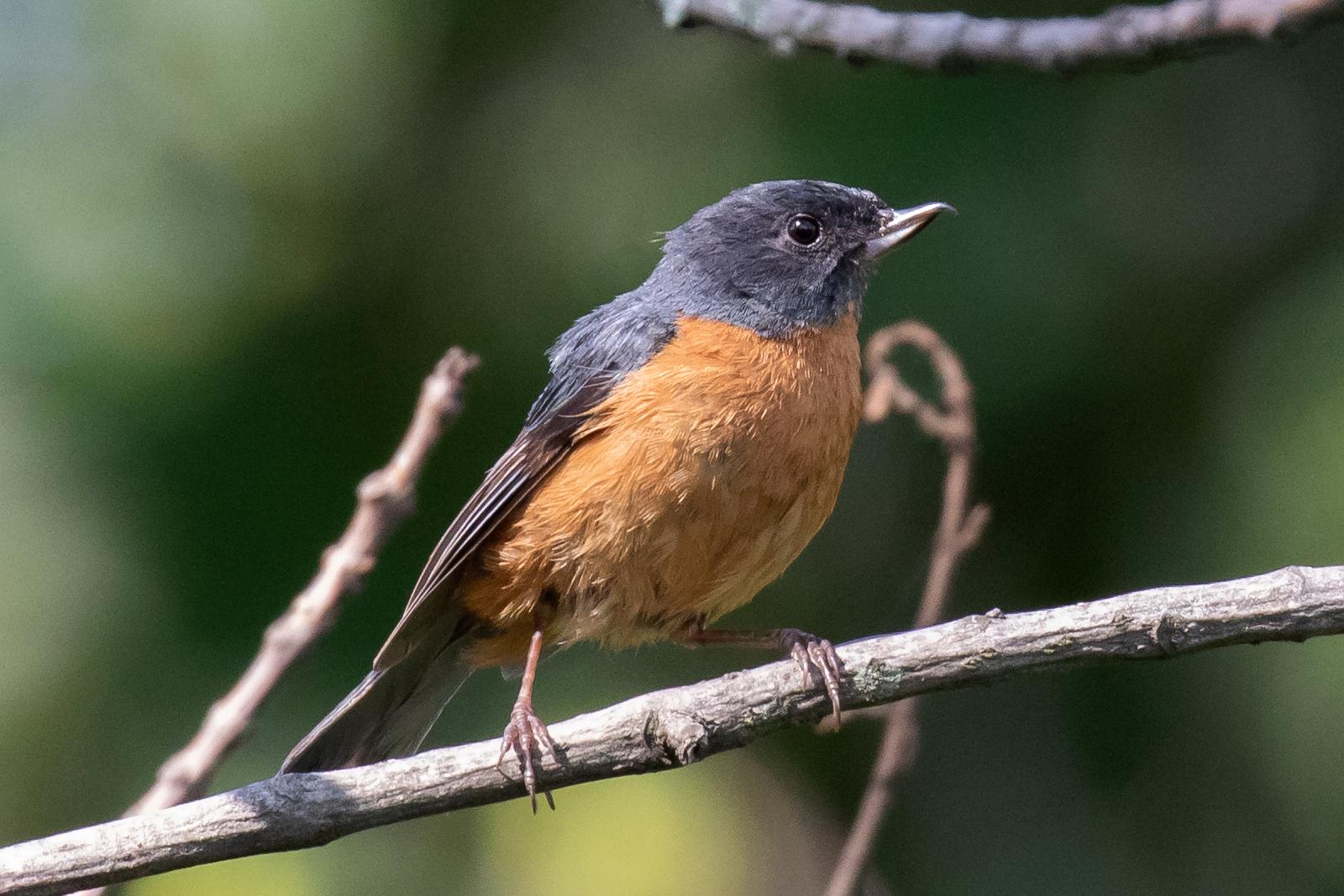 Cinnamon-bellied Flowerpiercer