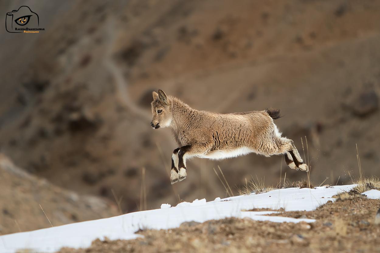 Cabras