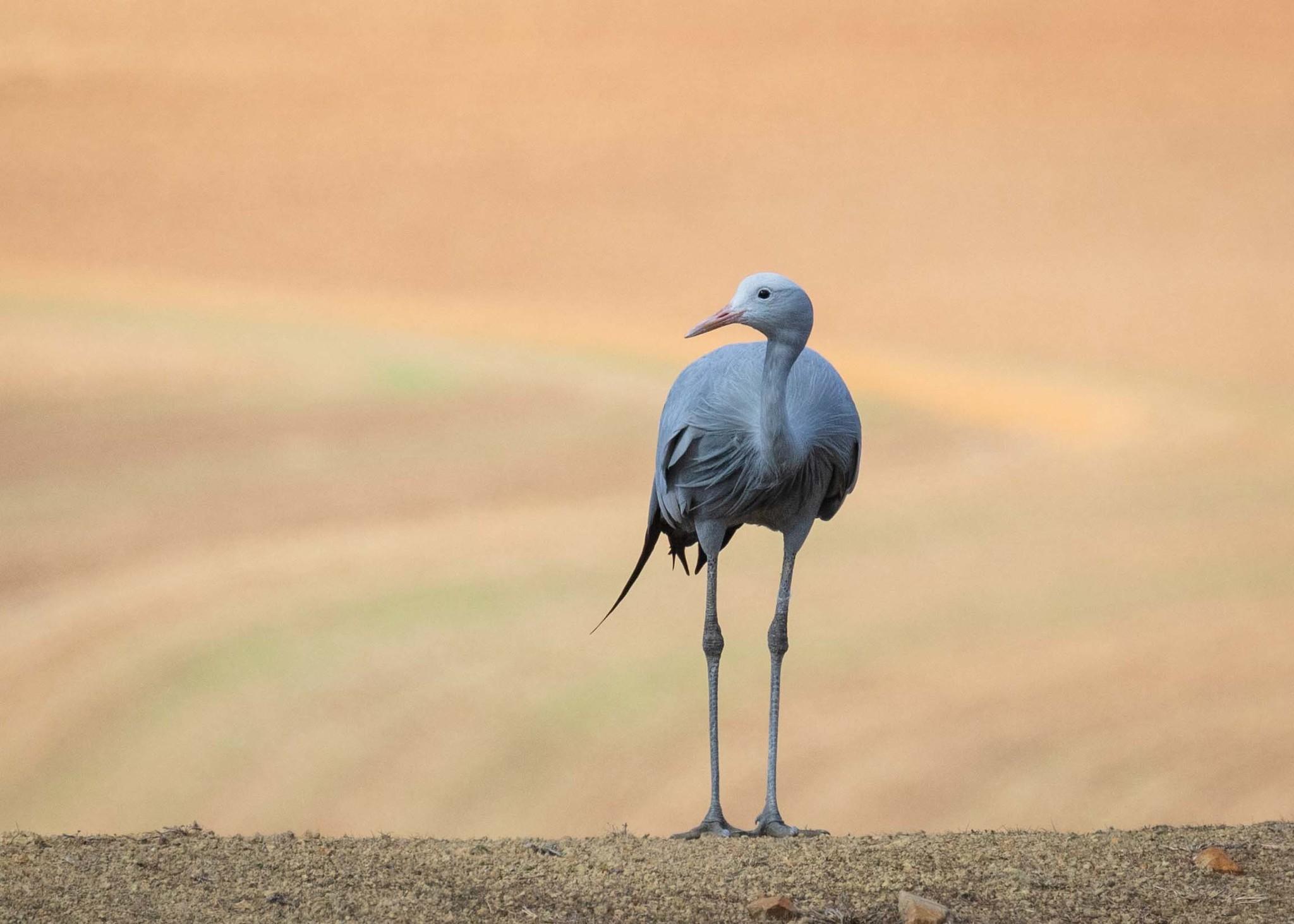 Grulla azul
