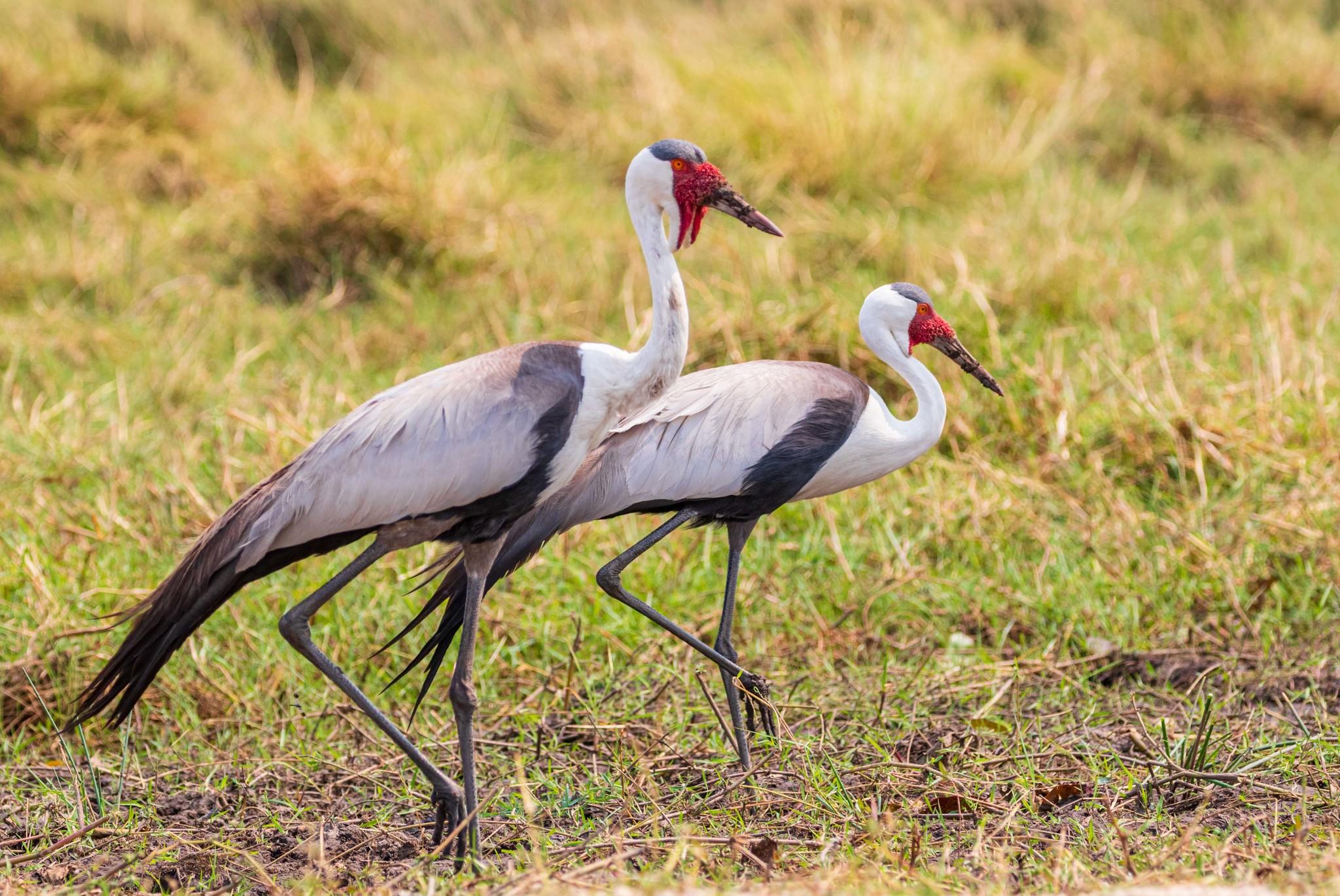 Grulla Carunculada