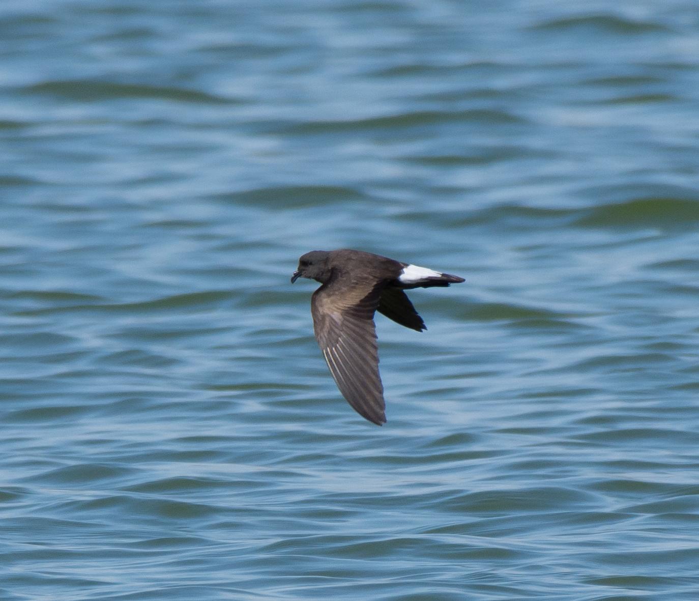 Golondrina de mar peruana