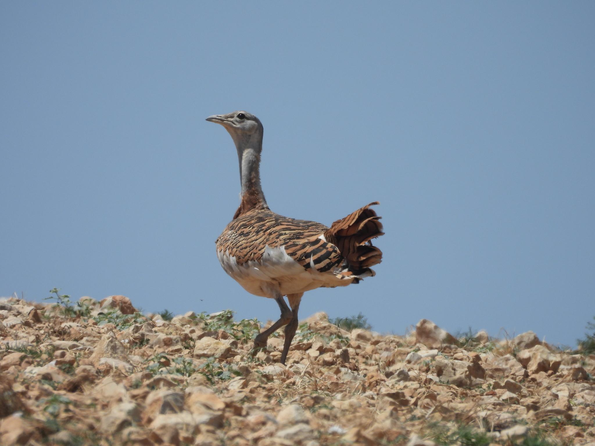 Avutarda europea