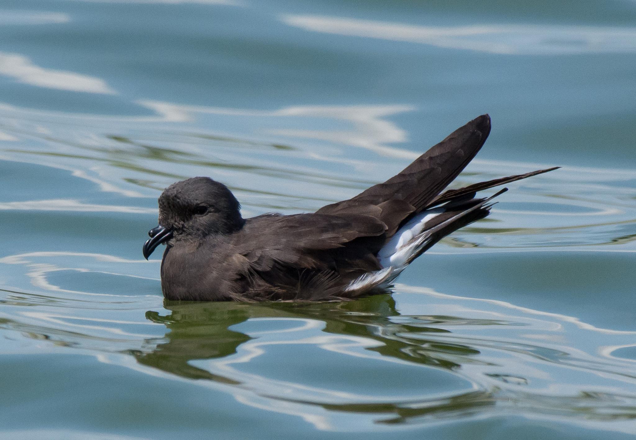 Golondrina de mar peruana