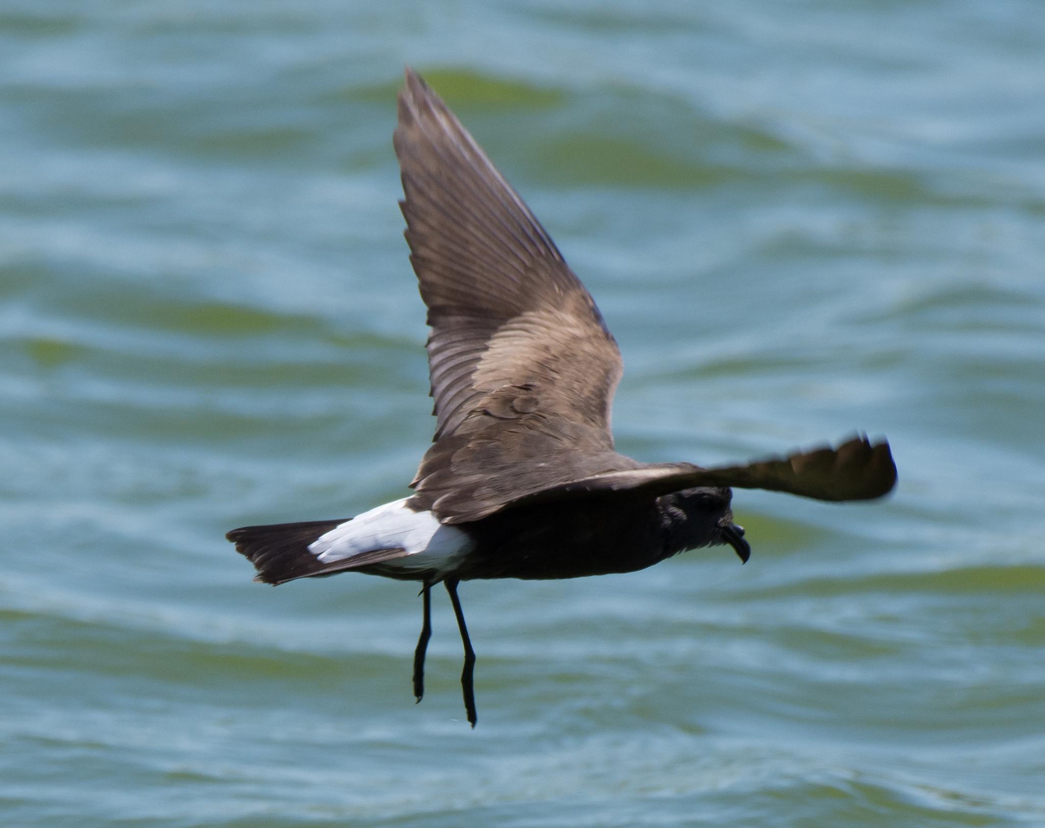 Golondrina de mar peruana