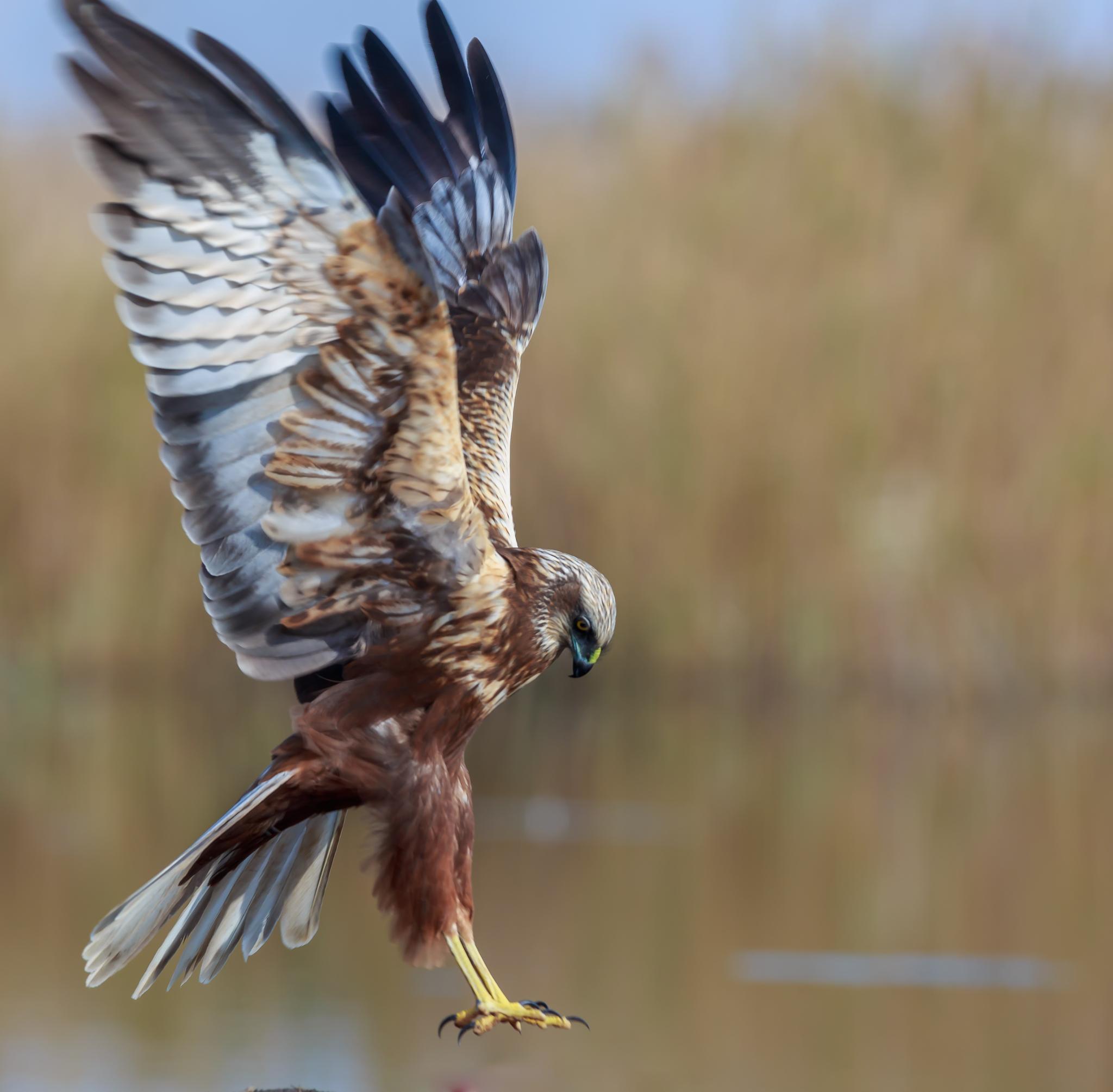 Aguilucho lagunero occidental
