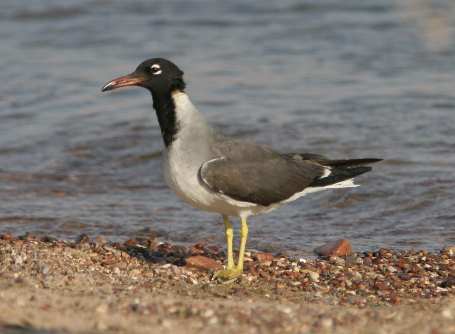 Gaviota Ojiblanca