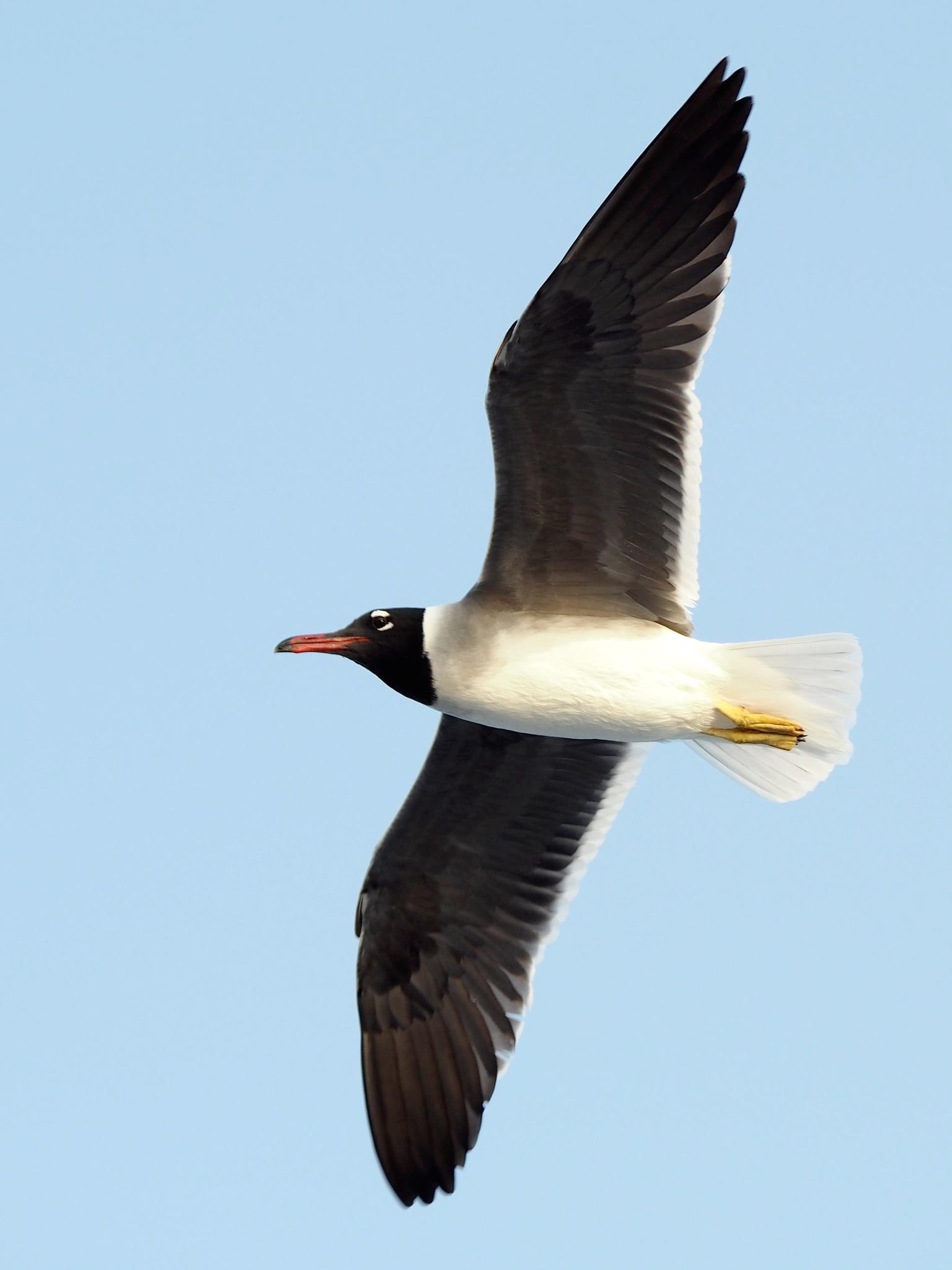 Gaviota Ojiblanca